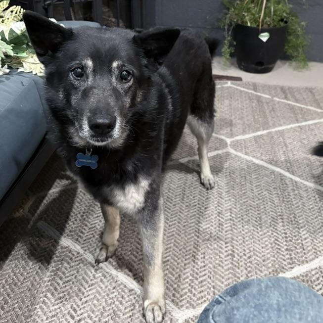 Lana and Luna, a Adoptable mixed breed in South Plainfield, NJ image 2/2