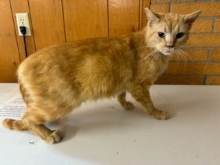 Naruto, Adopted, Adult Female Domestic Short Hair.