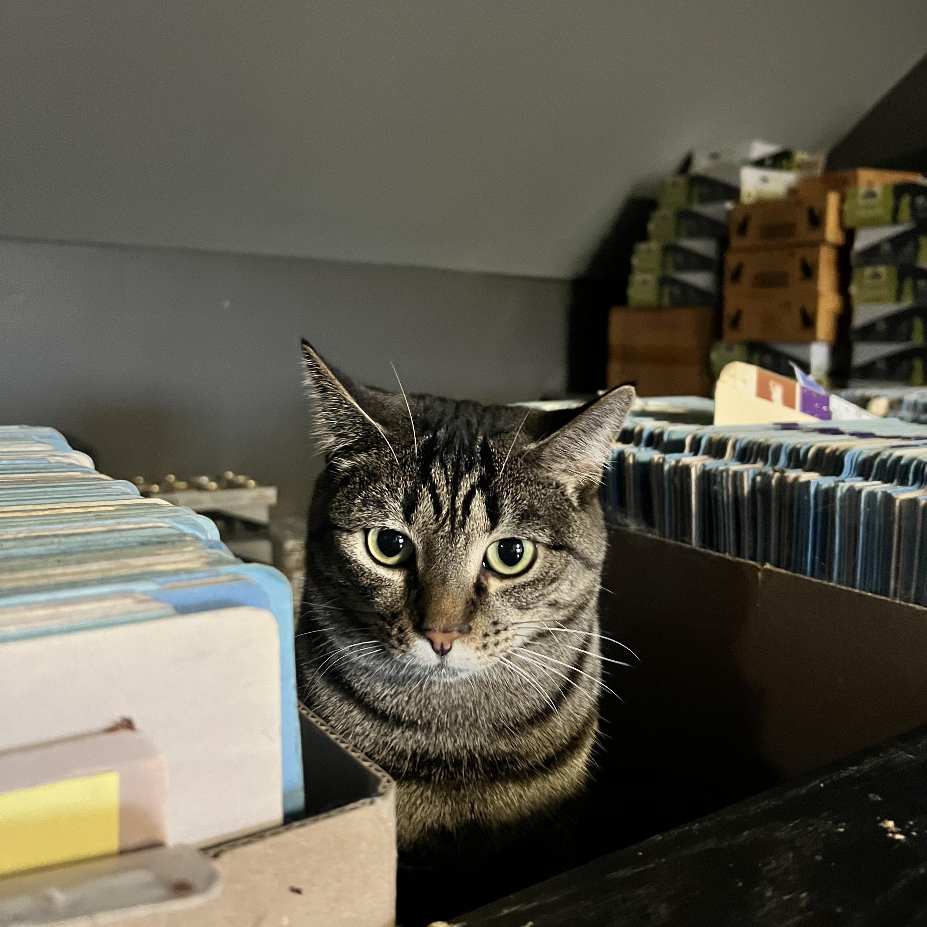 Mitty