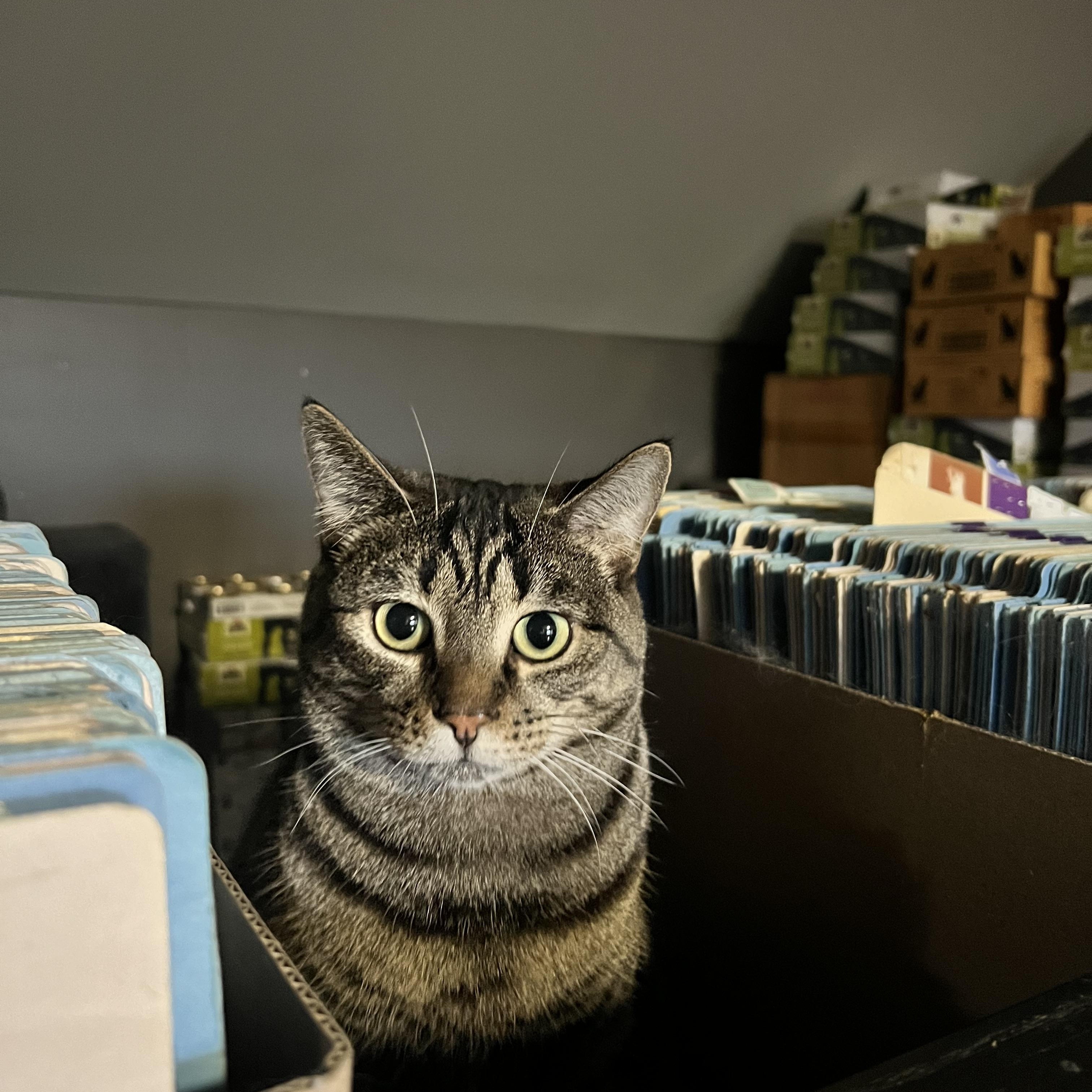 Mitty