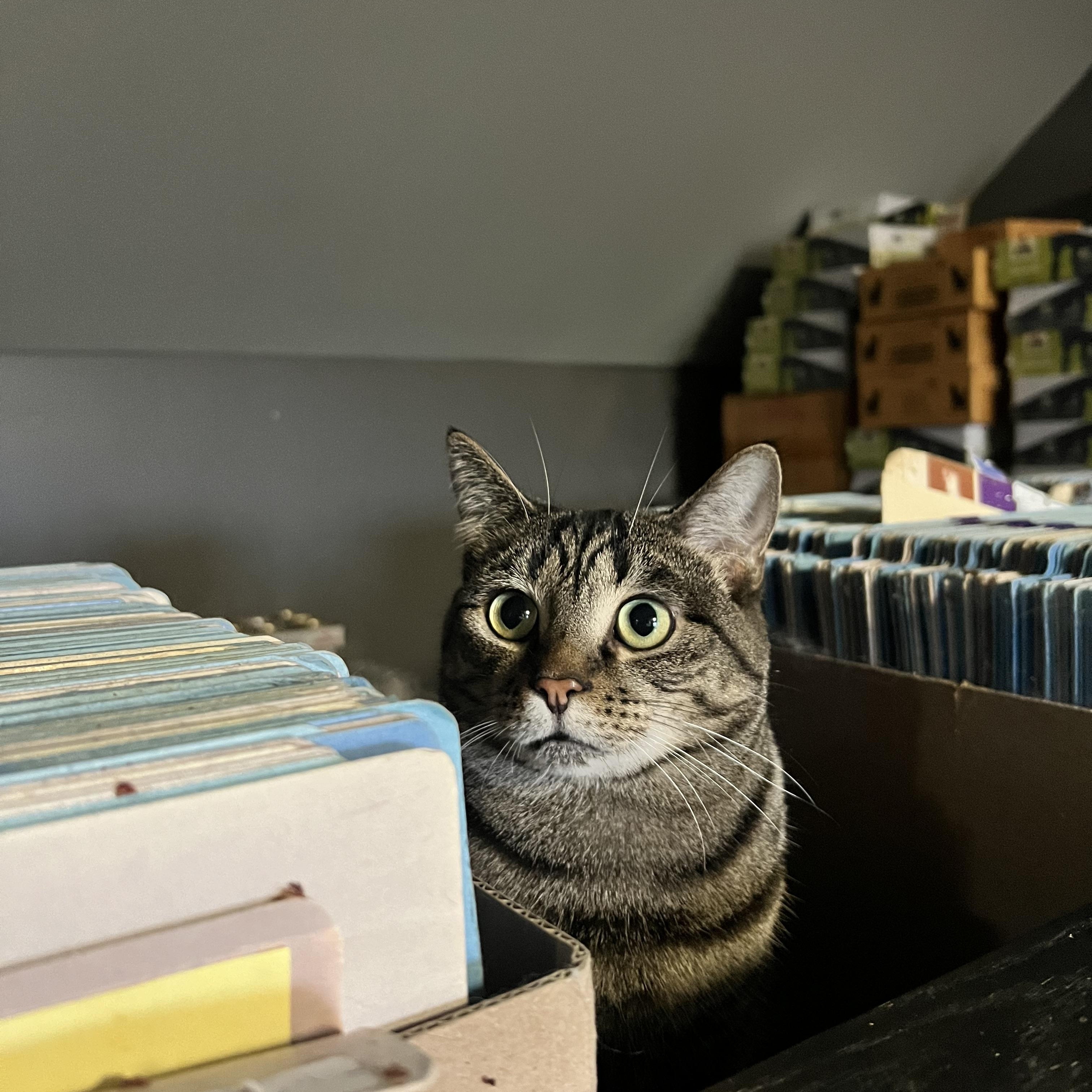Mitty