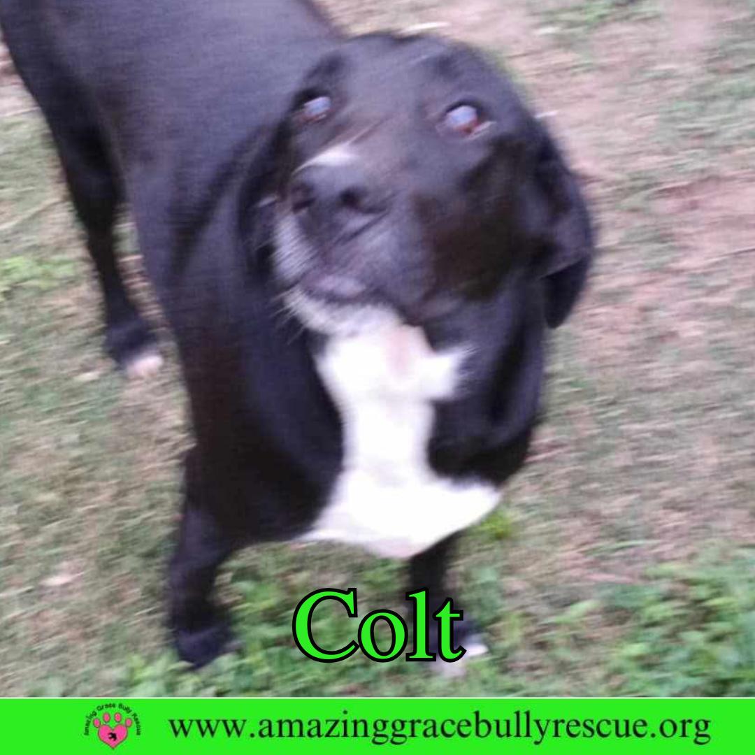 Colt, a Adoptable Labrador Retriever in Pensacola, FL image 1/3