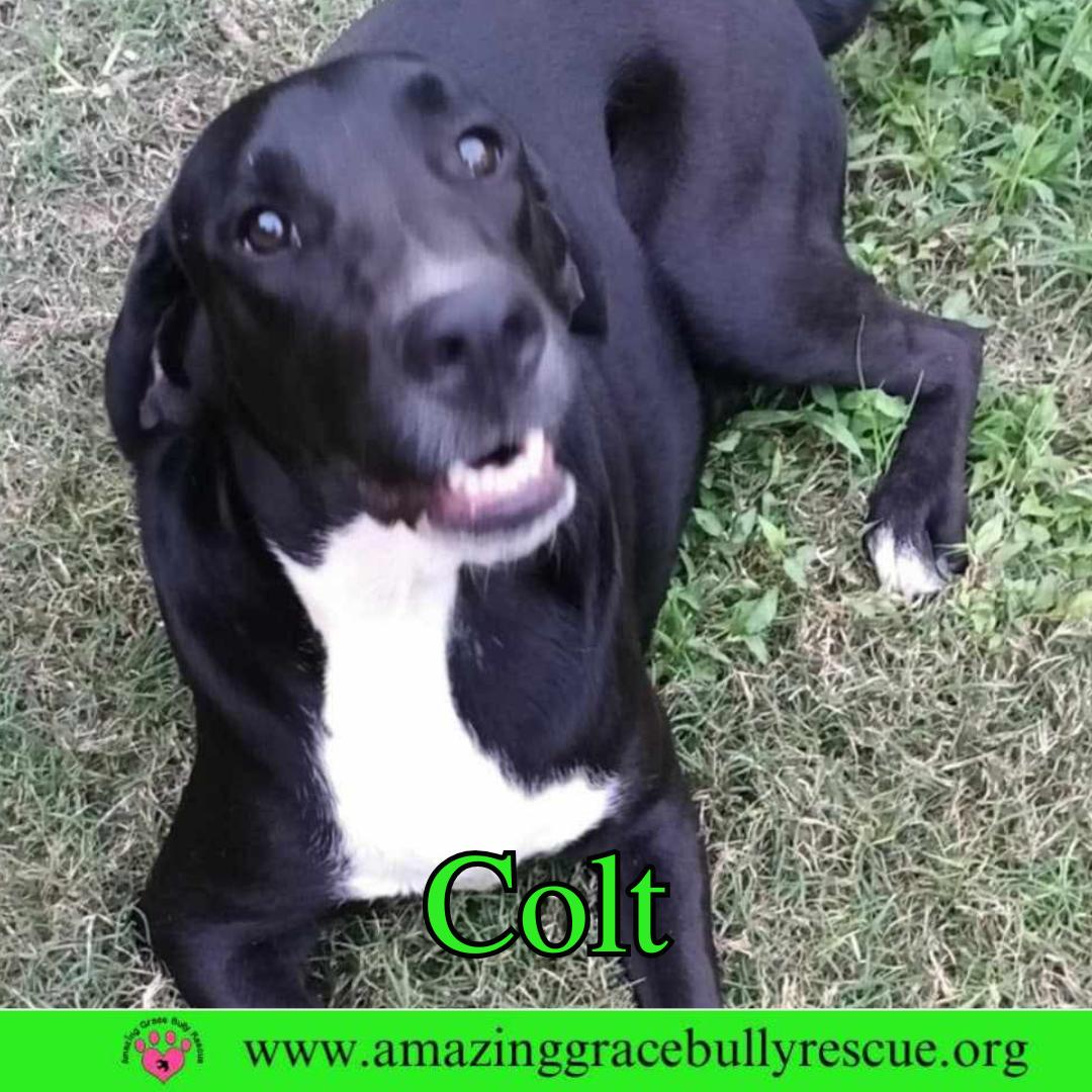 Colt, a Adoptable Labrador Retriever in Pensacola, FL image 2/3