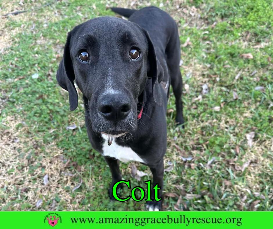 Colt, Adoptable, Adult Male Labrador Retriever.
