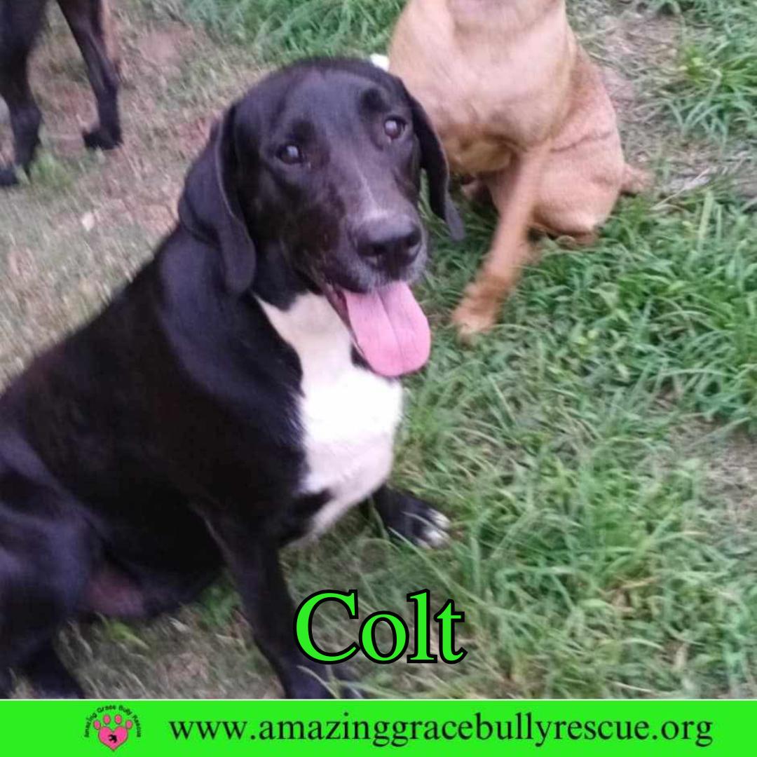 Colt, a Adoptable Labrador Retriever in Pensacola, FL image 3/3