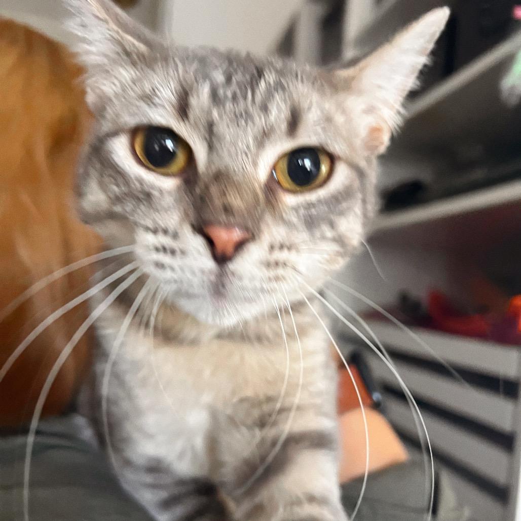 JOHNNY CAT, Adoptable, Young Male Domestic Short Hair.