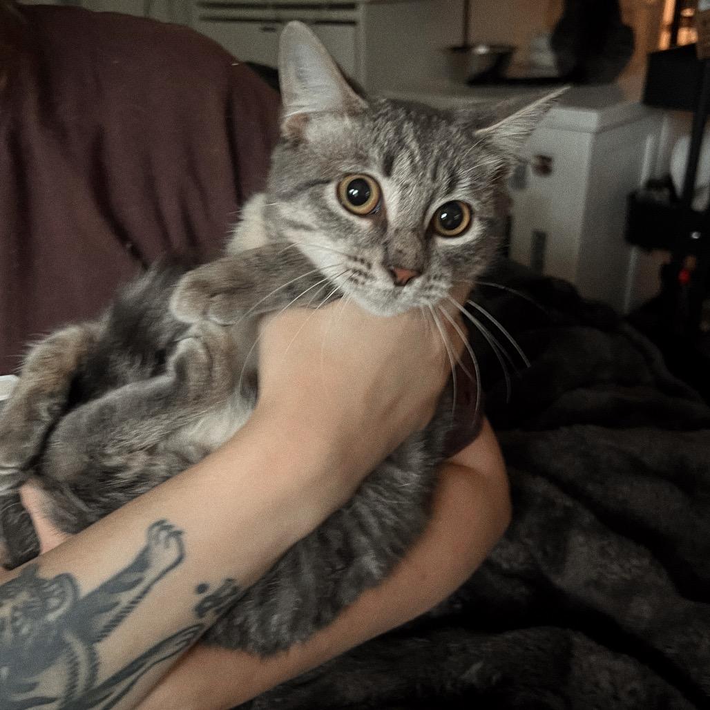 Enlarge JOHNNY CAT, a Adoptable Domestic Short Hair in San Antonio, TX image 2/3