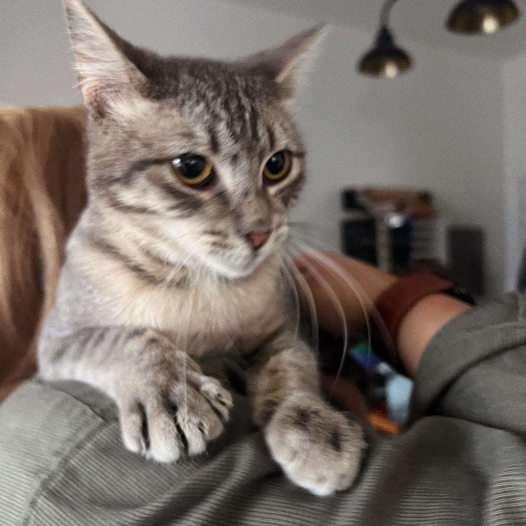Enlarge JOHNNY CAT, a Adoptable Domestic Short Hair in San Antonio, TX image 5/5