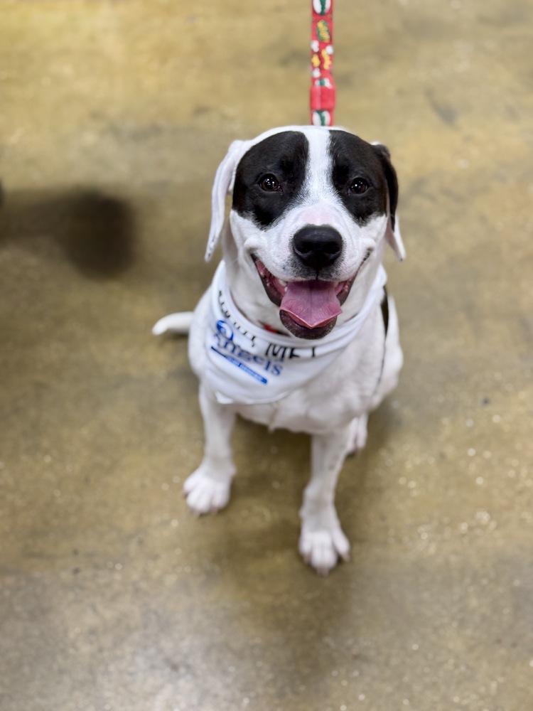 Enlarge Echo, a Adoptable mixed breed in Greenlawn, NY image 1/6