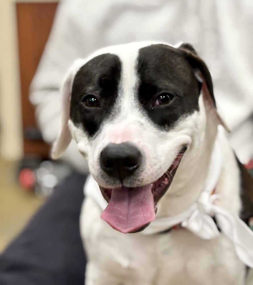 Enlarge Echo, a Adoptable mixed breed in Greenlawn, NY image 2/6