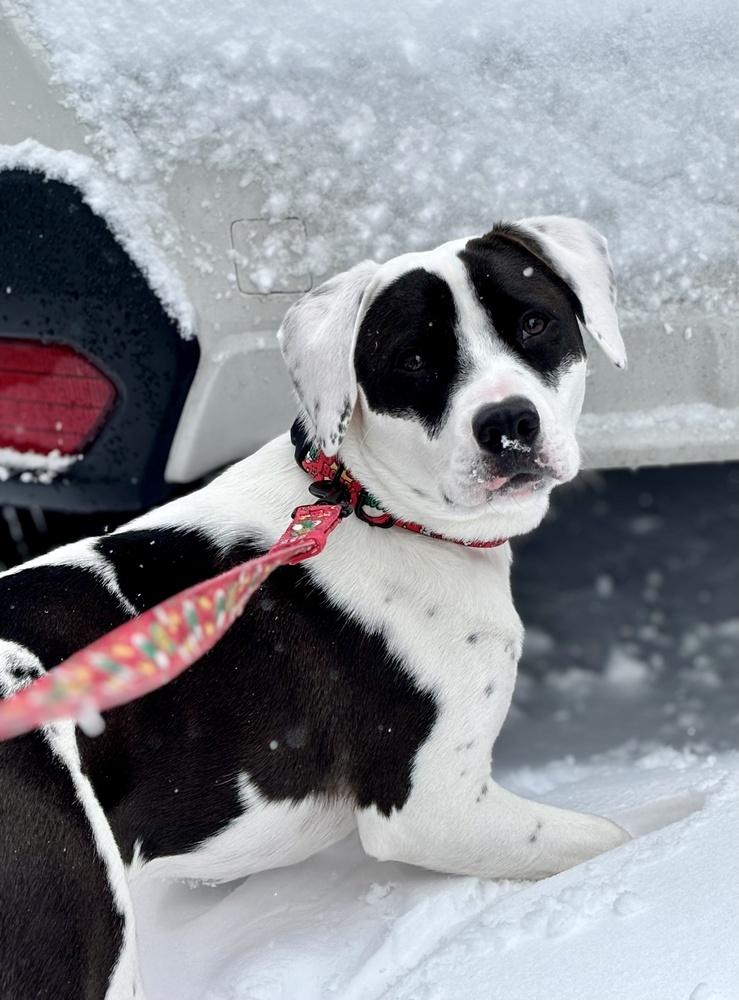 Enlarge Echo, a Adoptable mixed breed in Greenlawn, NY image 3/6