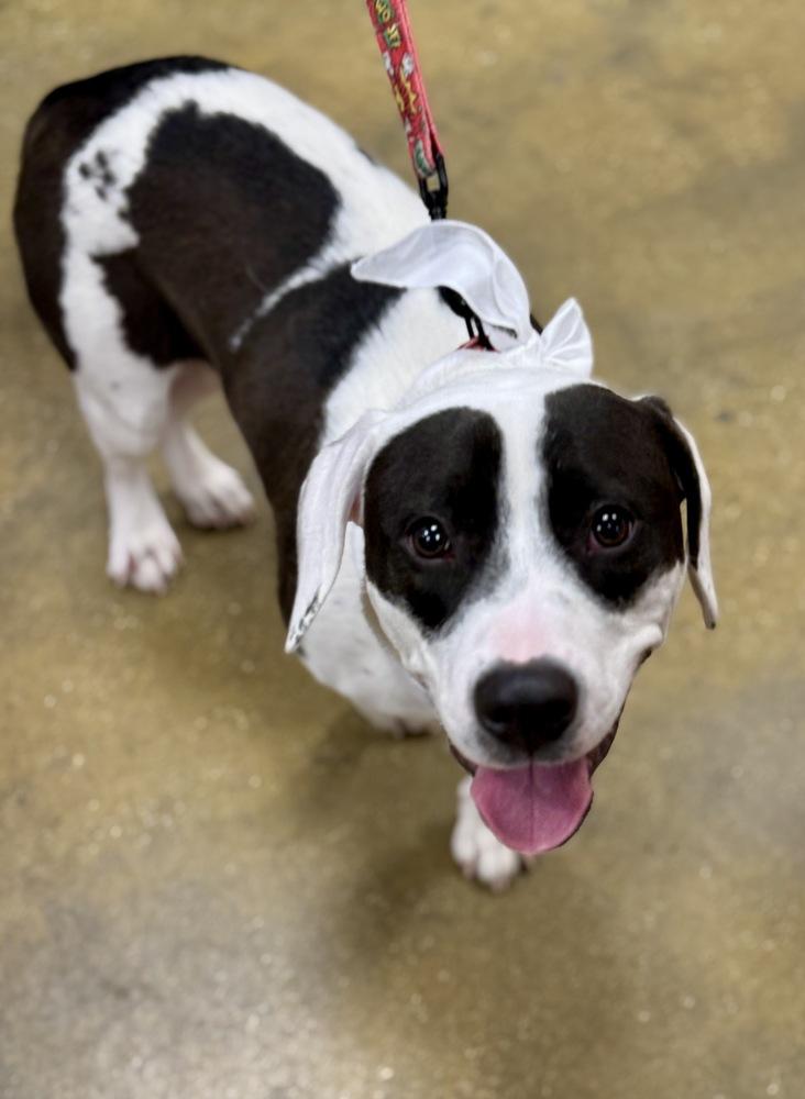 Enlarge Echo, a Adoptable mixed breed in Greenlawn, NY image 4/6