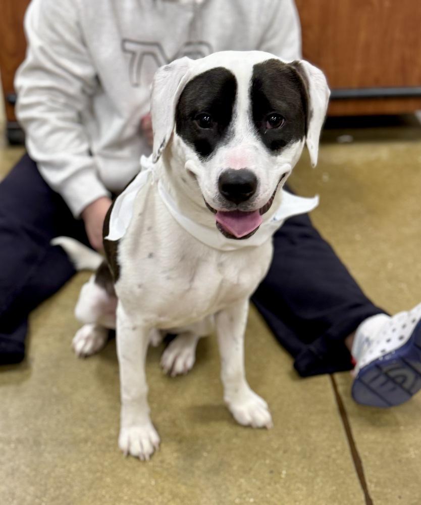 Enlarge Echo, a Adoptable mixed breed in Greenlawn, NY image 6/6