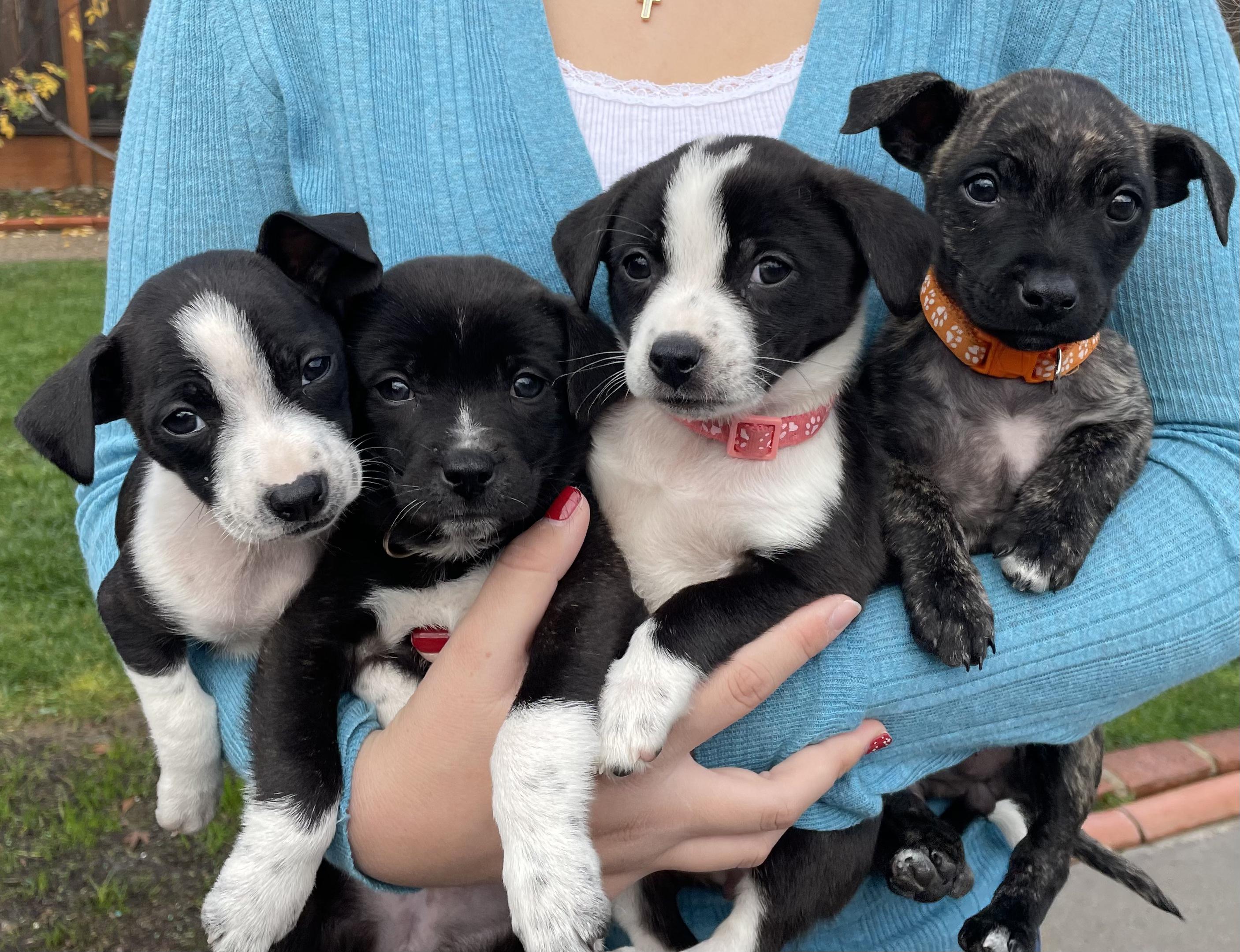 Enlarge Disney Princesses Litter_ Rapunzel, a ADOPTABLE mixed breed in Redwood City, CA image 2/2