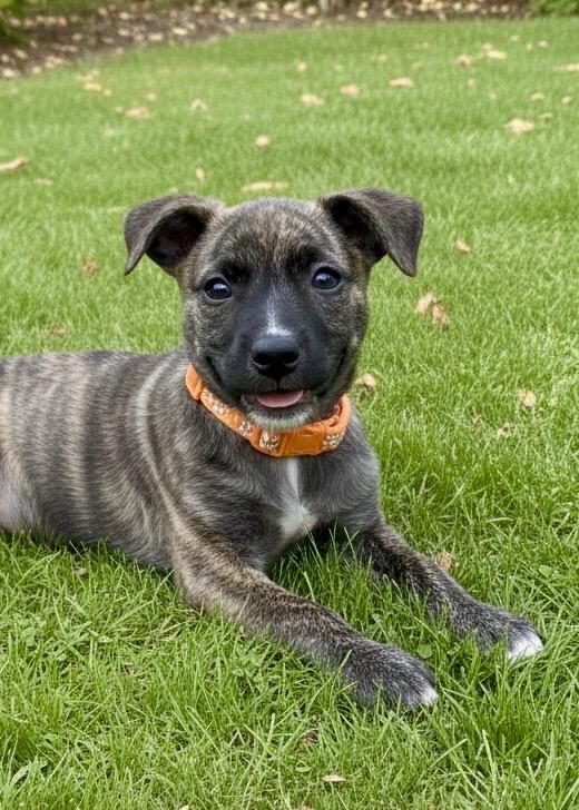 Disney Princesses: Rapunzel, ADOPTABLE, Puppy Female Chihuahua & Terrier.