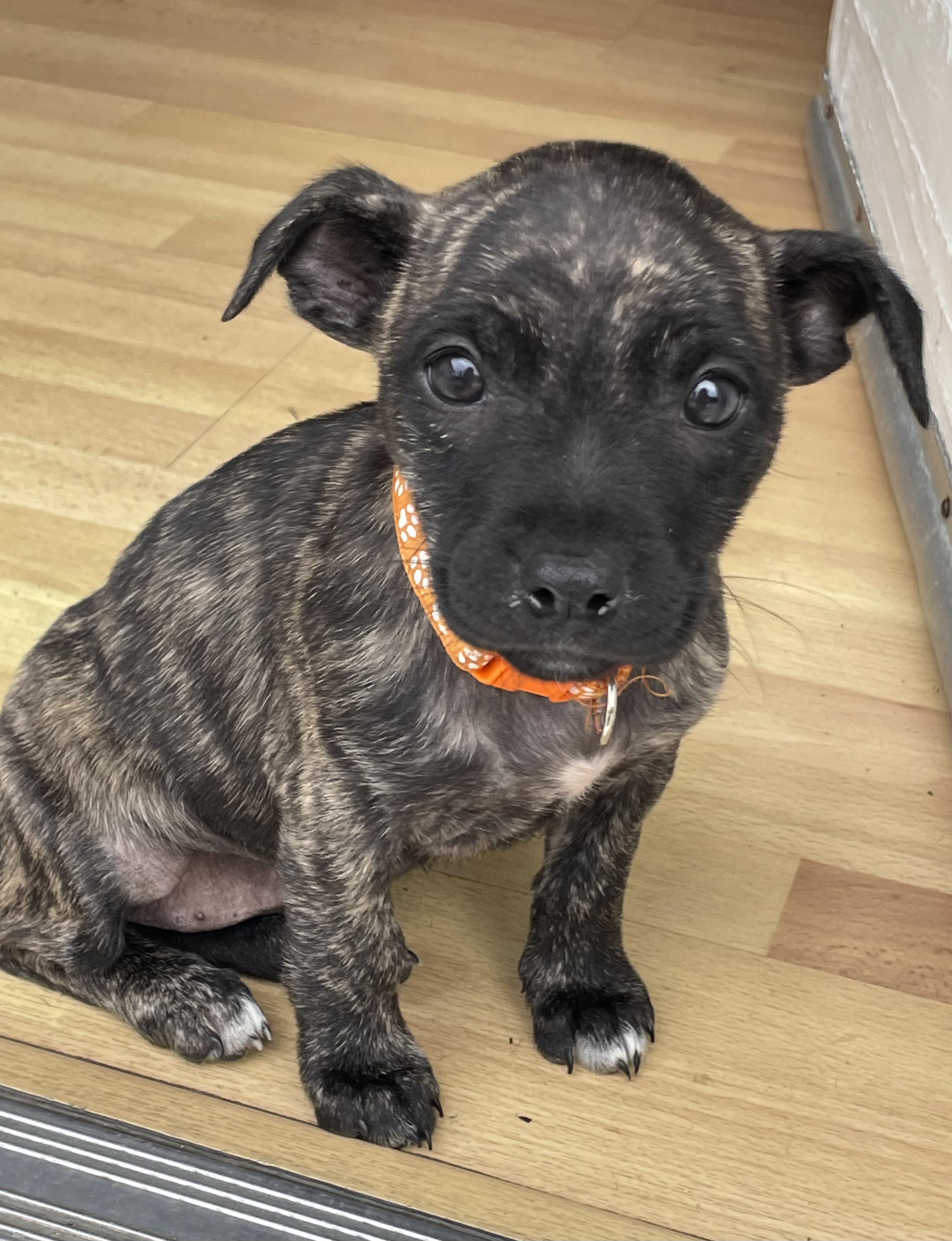 Enlarge Disney Princesses Litter_ Rapunzel, a ADOPTABLE mixed breed in Redwood City, CA image 1/2