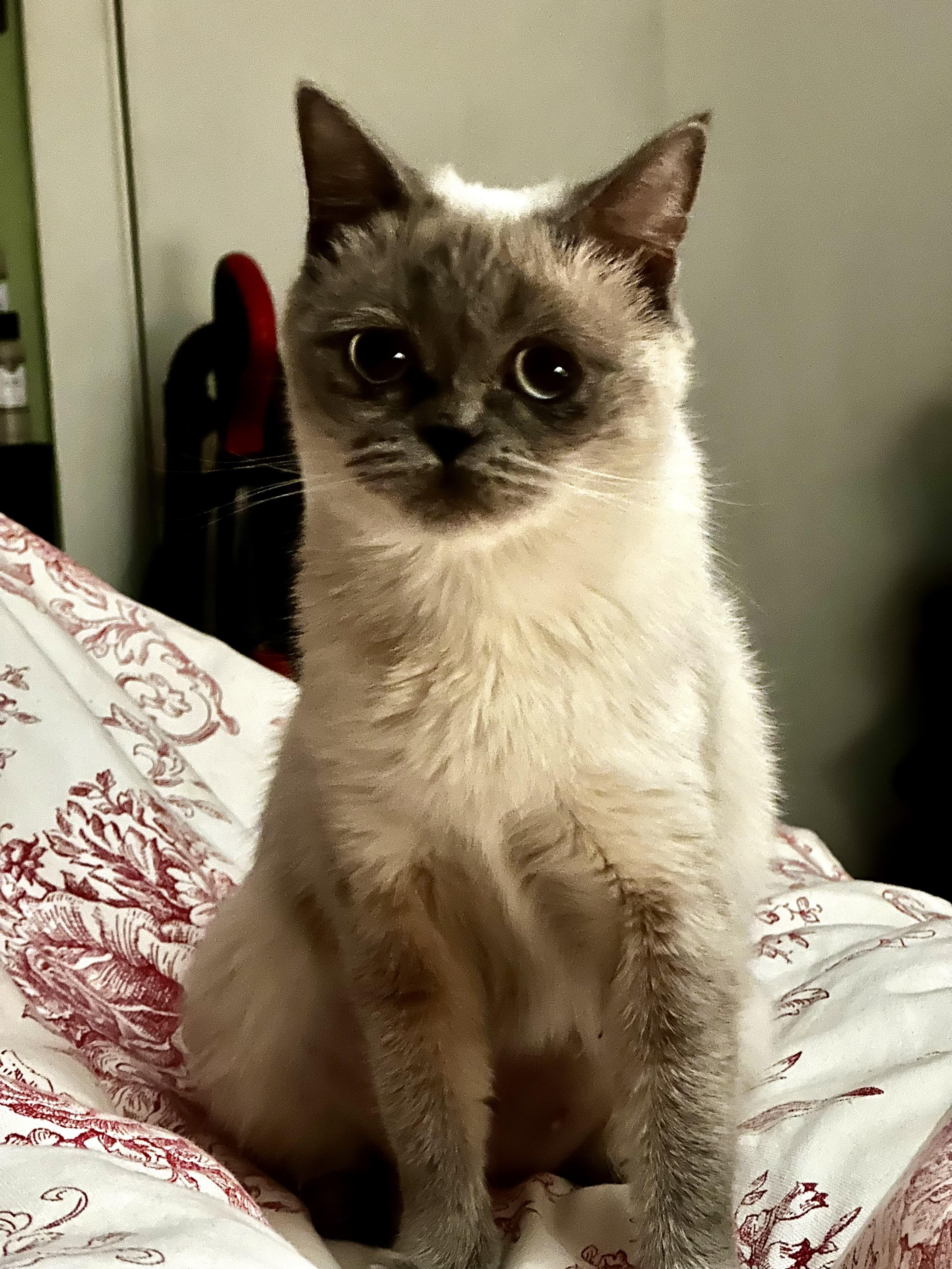 RINA, Baby Female Applehead Siamese