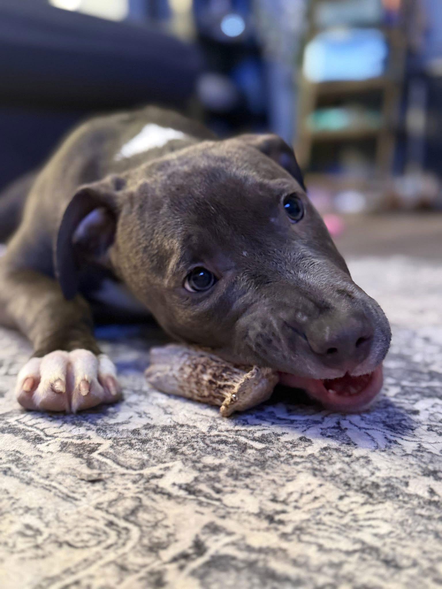 Frost, Adoptable, Puppy Female Pit Bull Terrier.