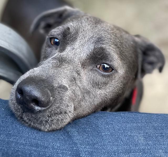 Enlarge Chase, a Adoptable Labrador Retriever in Memphis, TN image 2/5