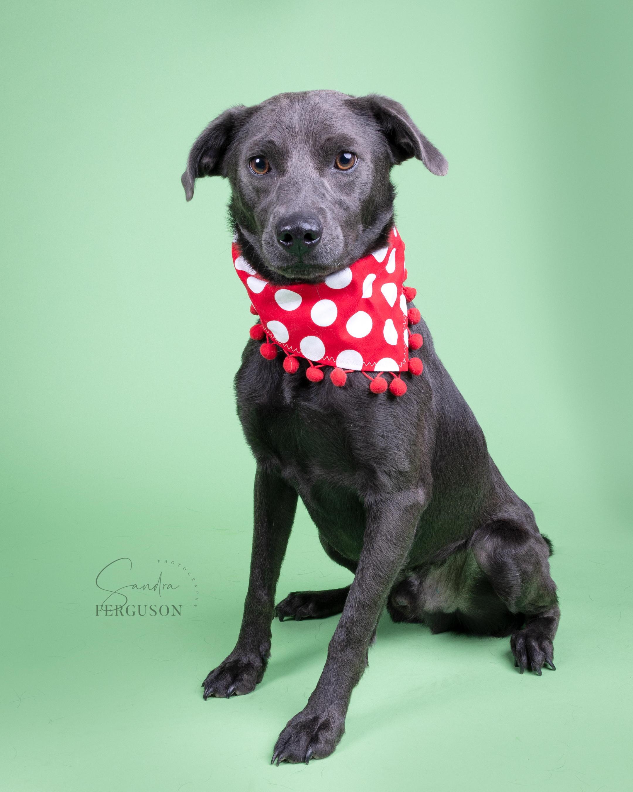 Enlarge Chase, a Adoptable Labrador Retriever in Memphis, TN image 3/5