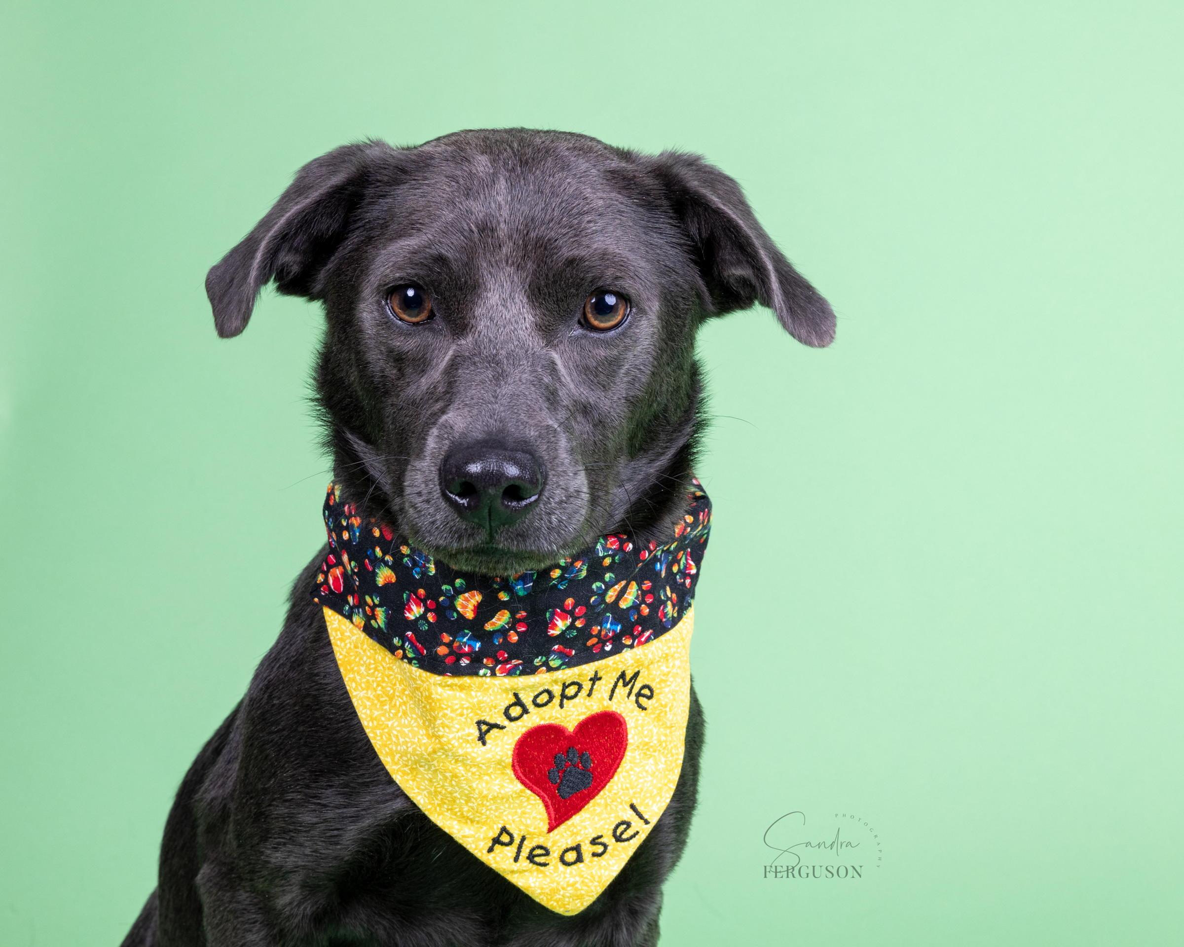 Enlarge Chase, a Adoptable Labrador Retriever in Memphis, TN image 4/5