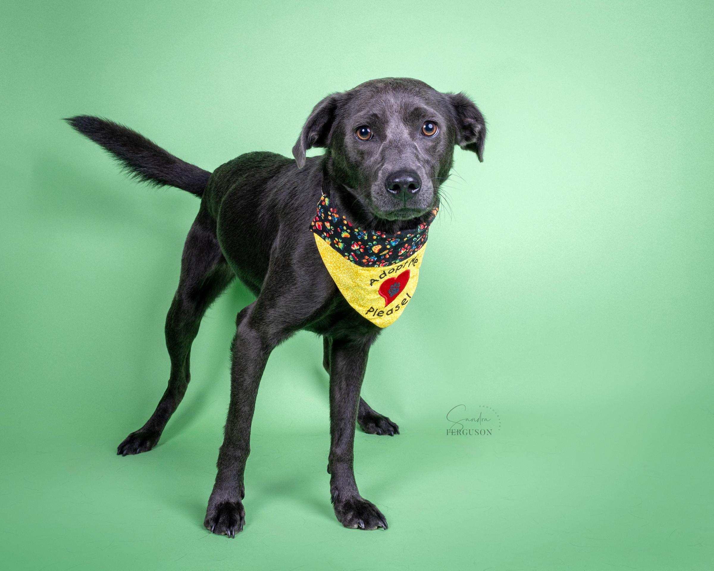 Enlarge Chase, a Adoptable Labrador Retriever in Memphis, TN image 5/5