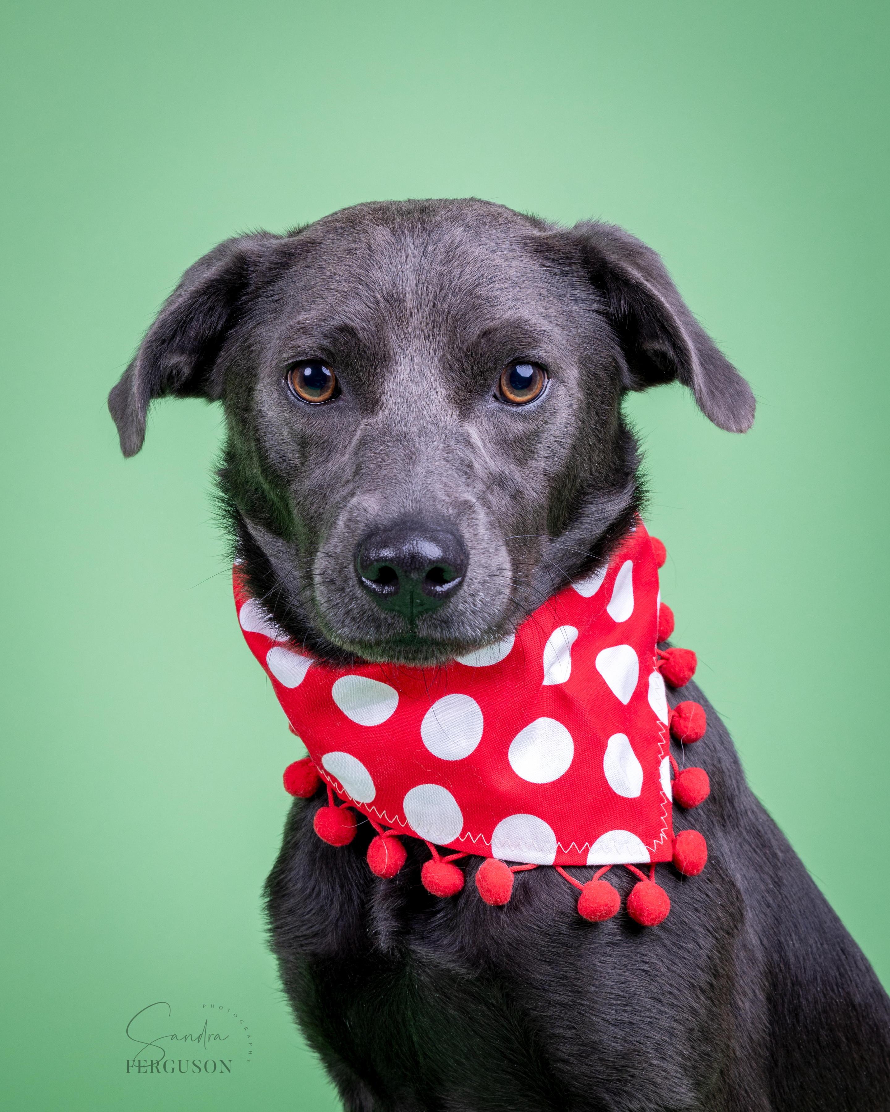 Enlarge Chase, a Adoptable Labrador Retriever in Memphis, TN image 1/5