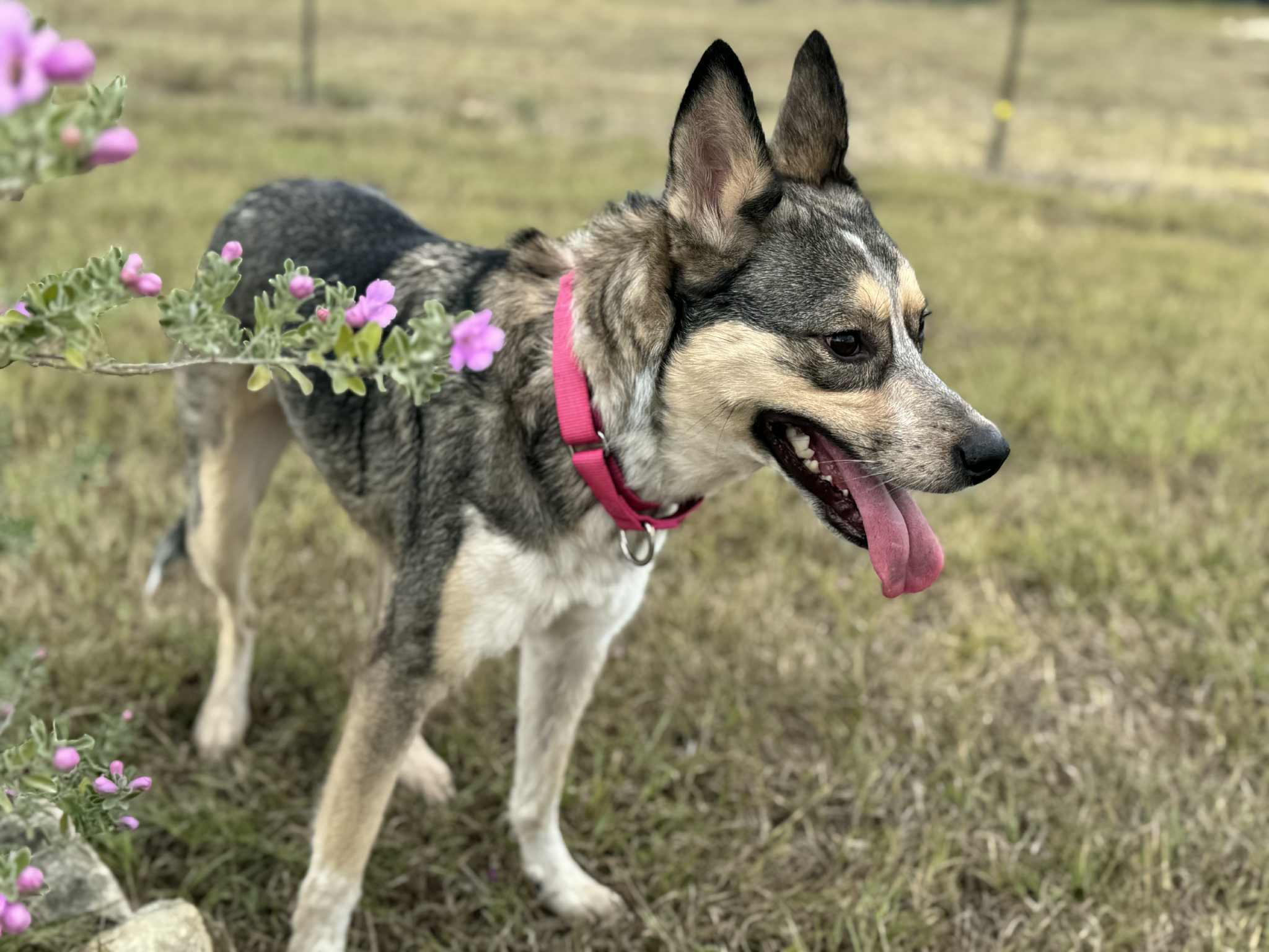 Enlarge Kira, an adoption pending mixed breed in Temple, TX image 2/5