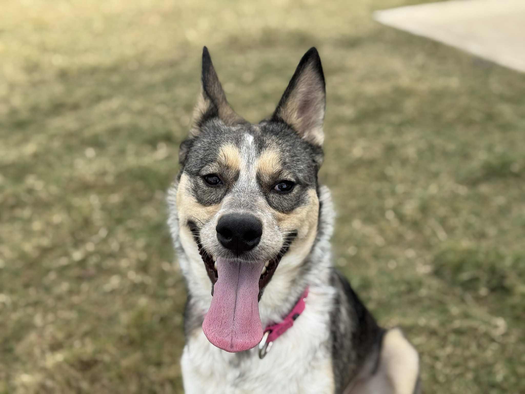 Enlarge Kira, an adoption pending mixed breed in Temple, TX image 3/5