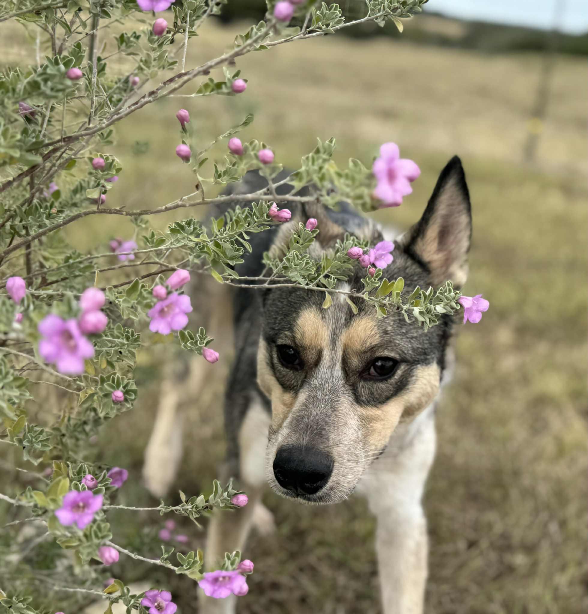 Enlarge Kira, an adoption pending mixed breed in Temple, TX image 4/5