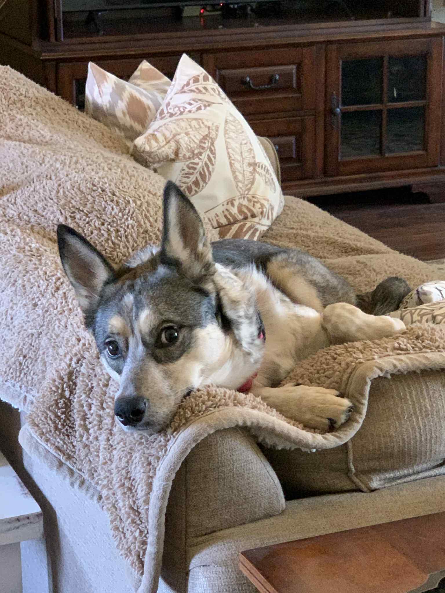 Enlarge Kira, an adoption pending mixed breed in Temple, TX image 5/5