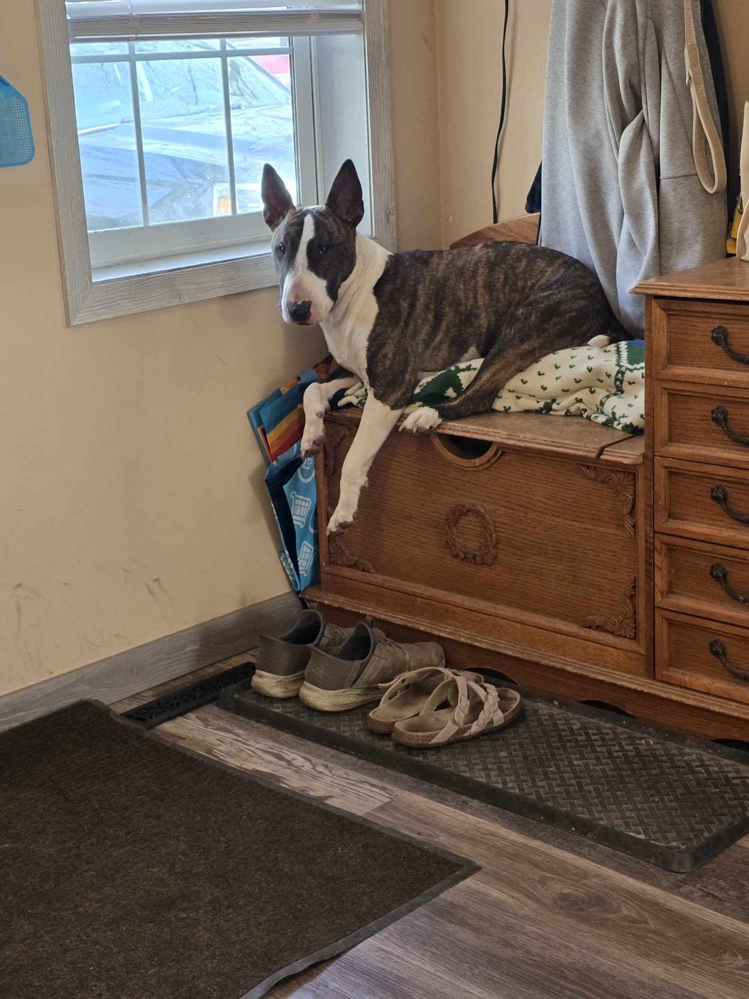 Enlarge 24-103 Monty, a Adoptable Bull Terrier in New York, NY image 1/6