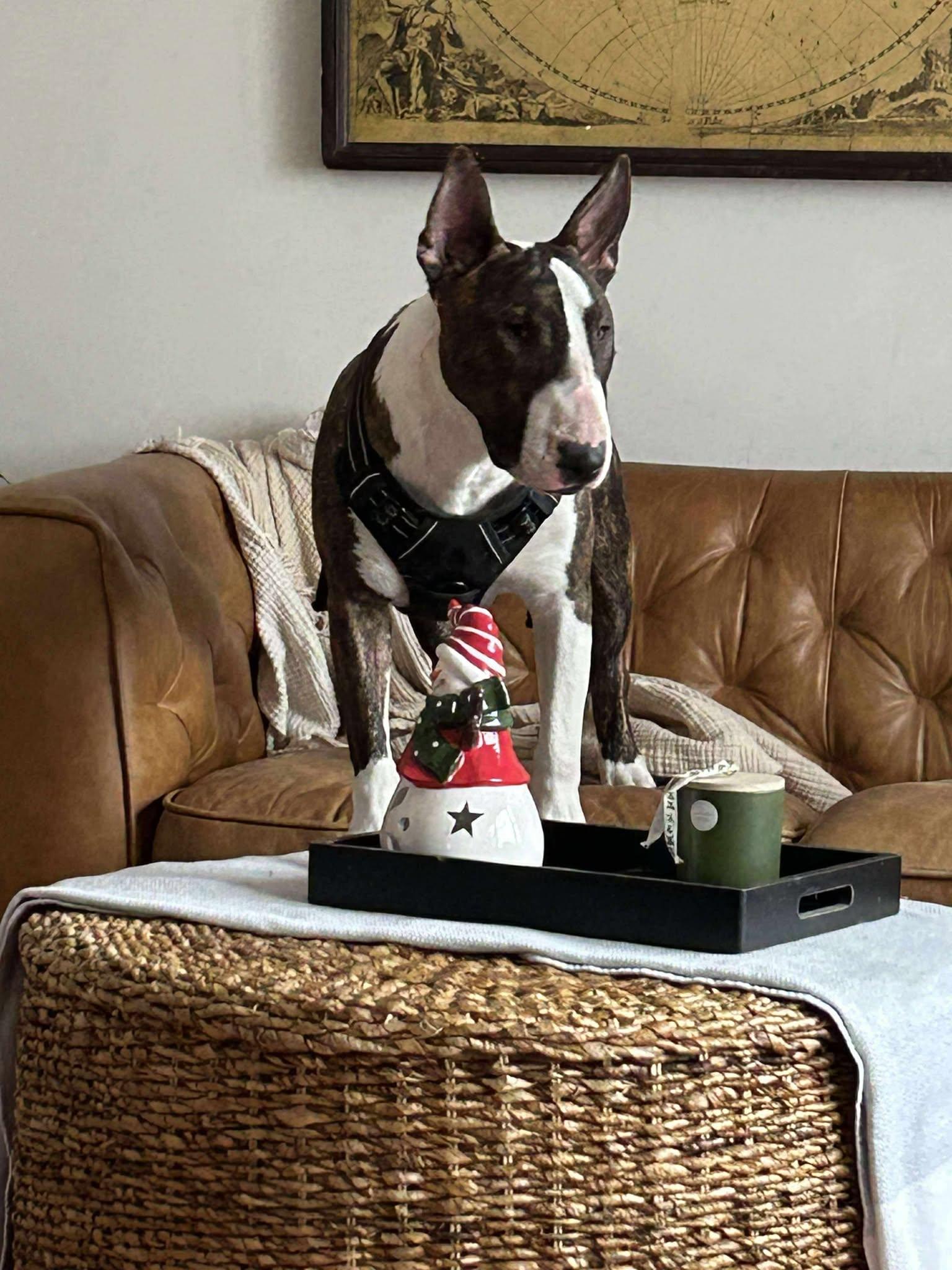 Enlarge 24-103 Monty, a Adoptable Bull Terrier in New York, NY image 2/6