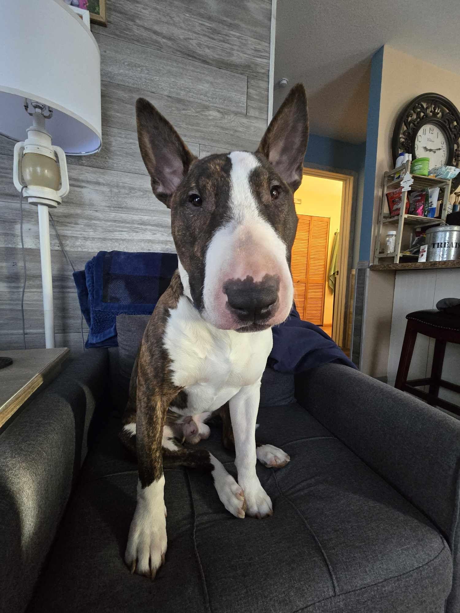 Enlarge 24-103 Monty, a Adoptable Bull Terrier in State Center , IA image 2/6