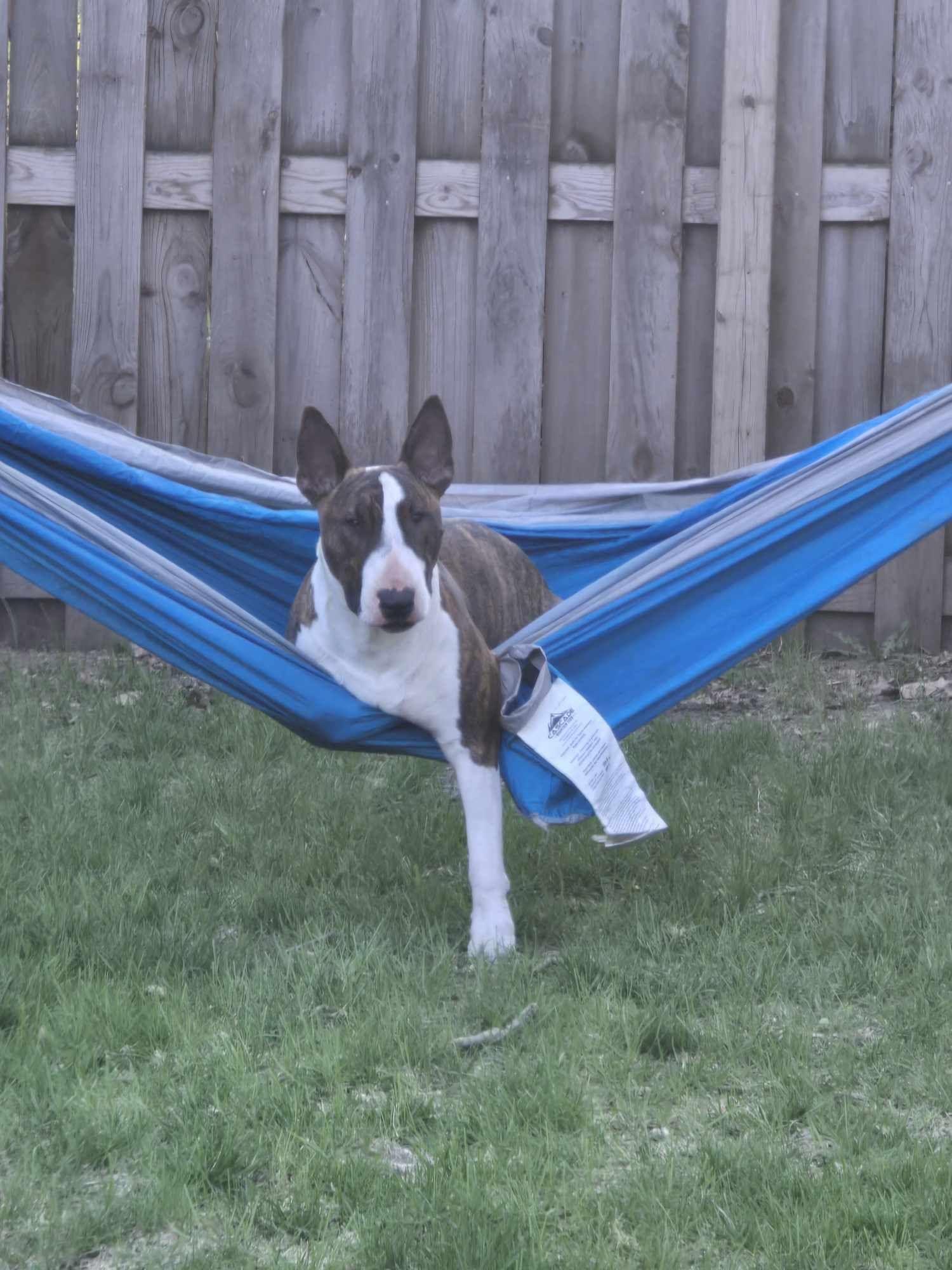 Enlarge 24-103 Monty, a Adoptable Bull Terrier in New York, NY image 4/6