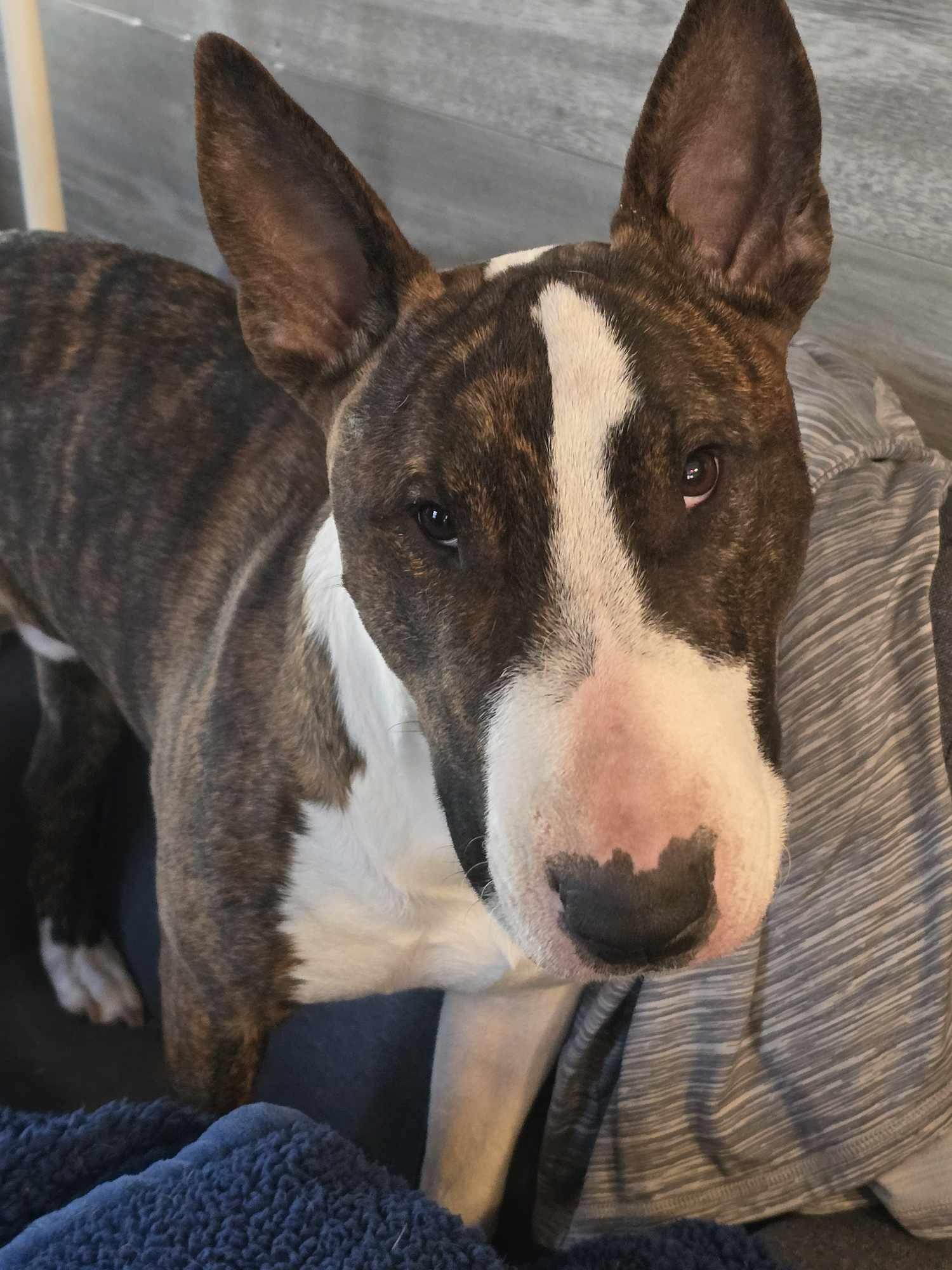 Enlarge 24-103 Monty, a Adoptable Bull Terrier in State Center , IA image 6/6