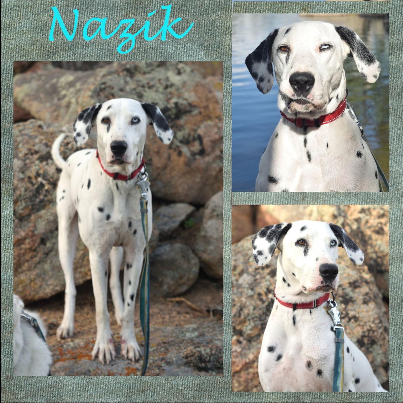 Enlarge Nazik, a Adopted Dalmatian in Colorado Springs, CO image 1/2