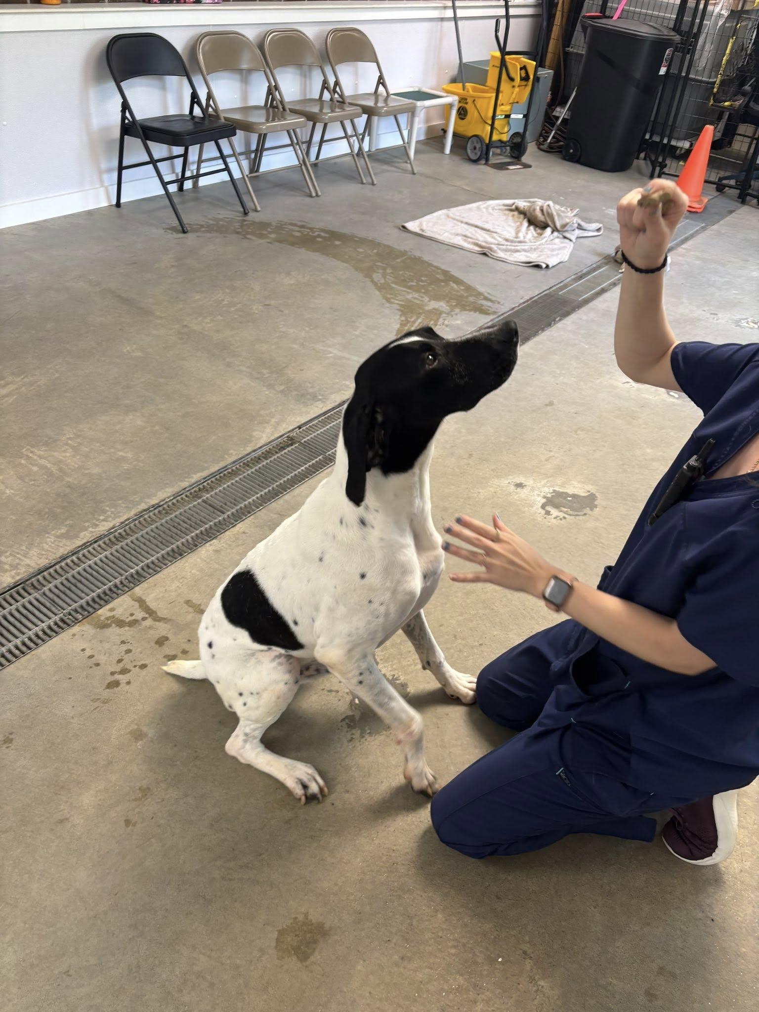 Enlarge Epic, a Adopted German Shorthaired Pointer in Tewksbury, MA image 1/6