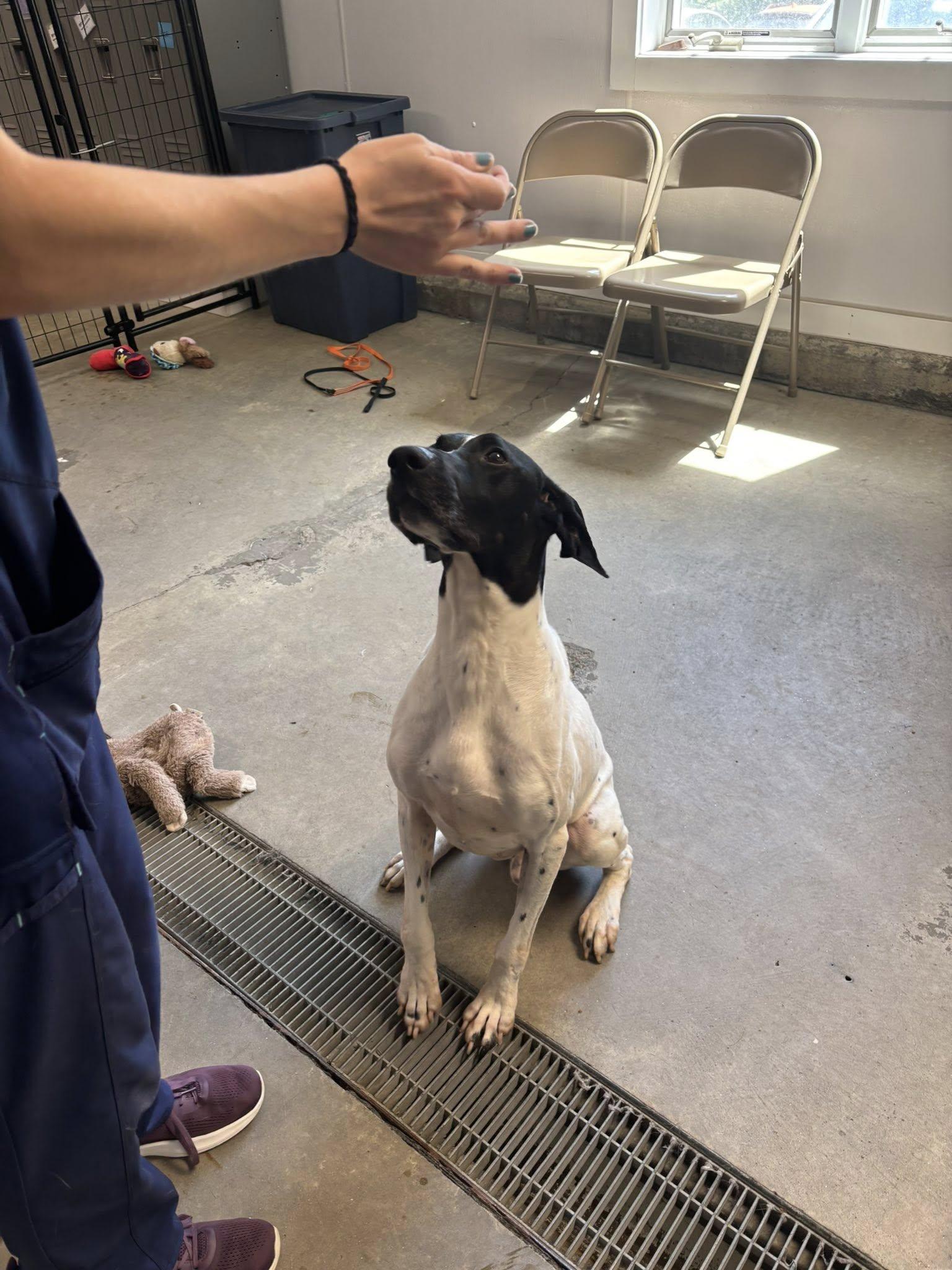 Enlarge Epic, a Adopted German Shorthaired Pointer in Tewksbury, MA image 3/6