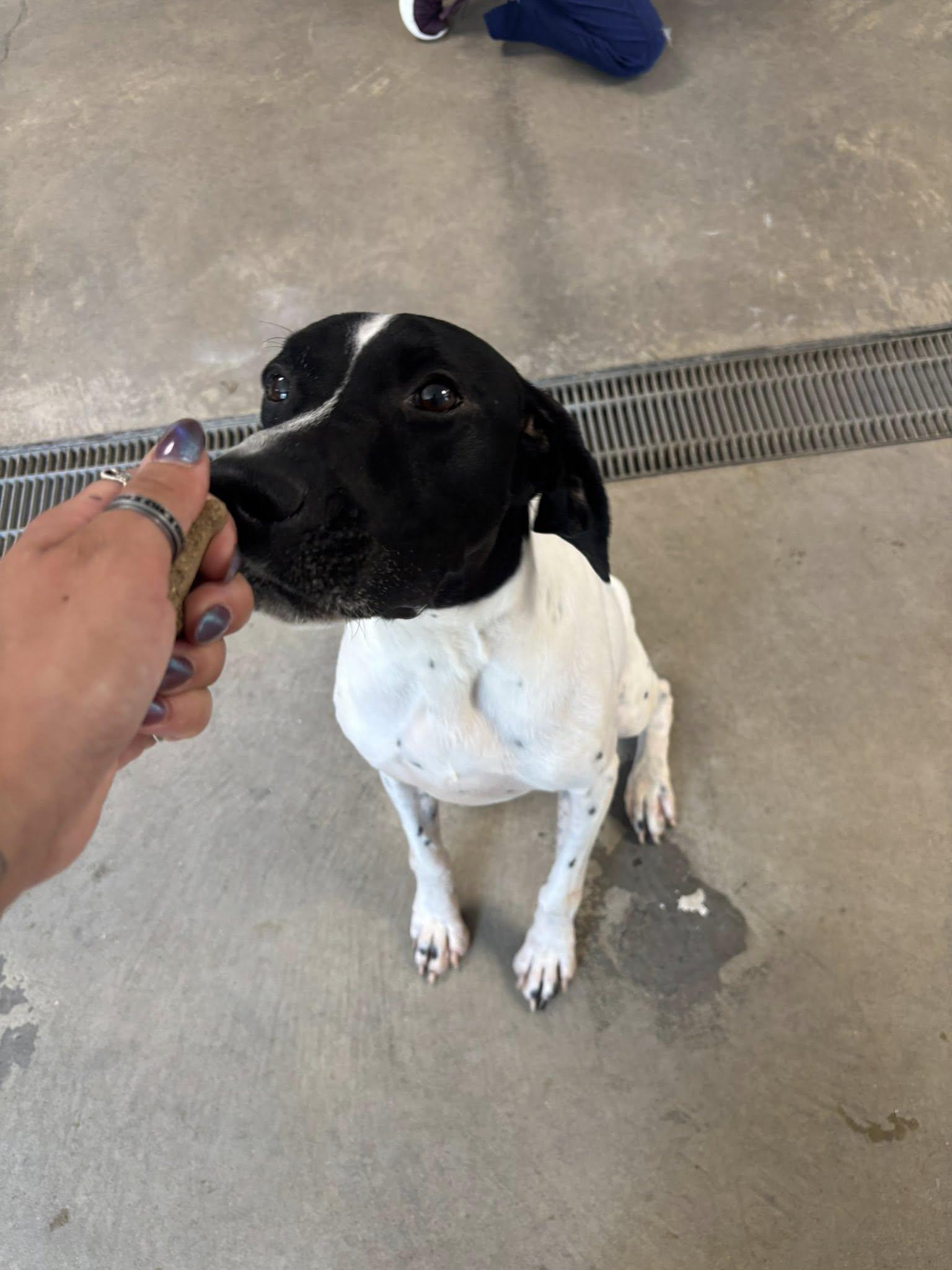 Enlarge Epic, a Adopted German Shorthaired Pointer in Tewksbury, MA image 4/6