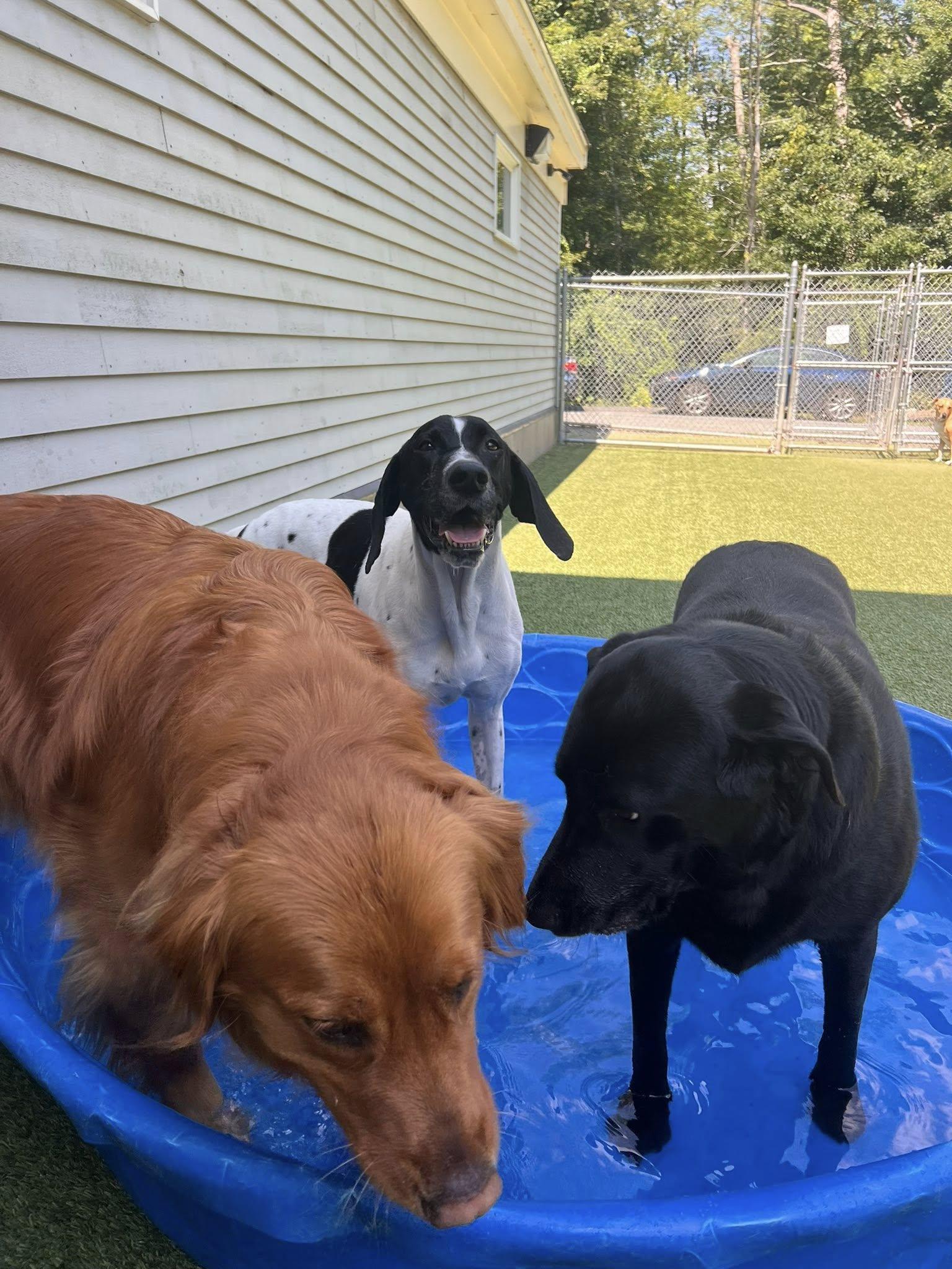 Enlarge Epic, a Adopted German Shorthaired Pointer in Tewksbury, MA image 5/6