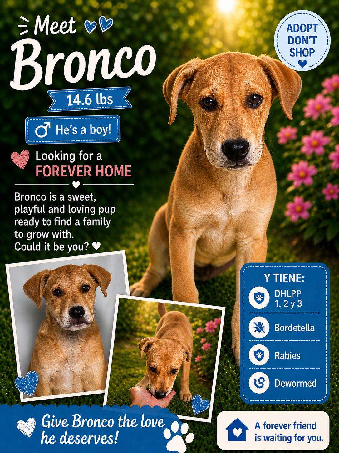 Enlarge Bronco, a Adoptable Retriever in Jenkintown, PA image 1/1