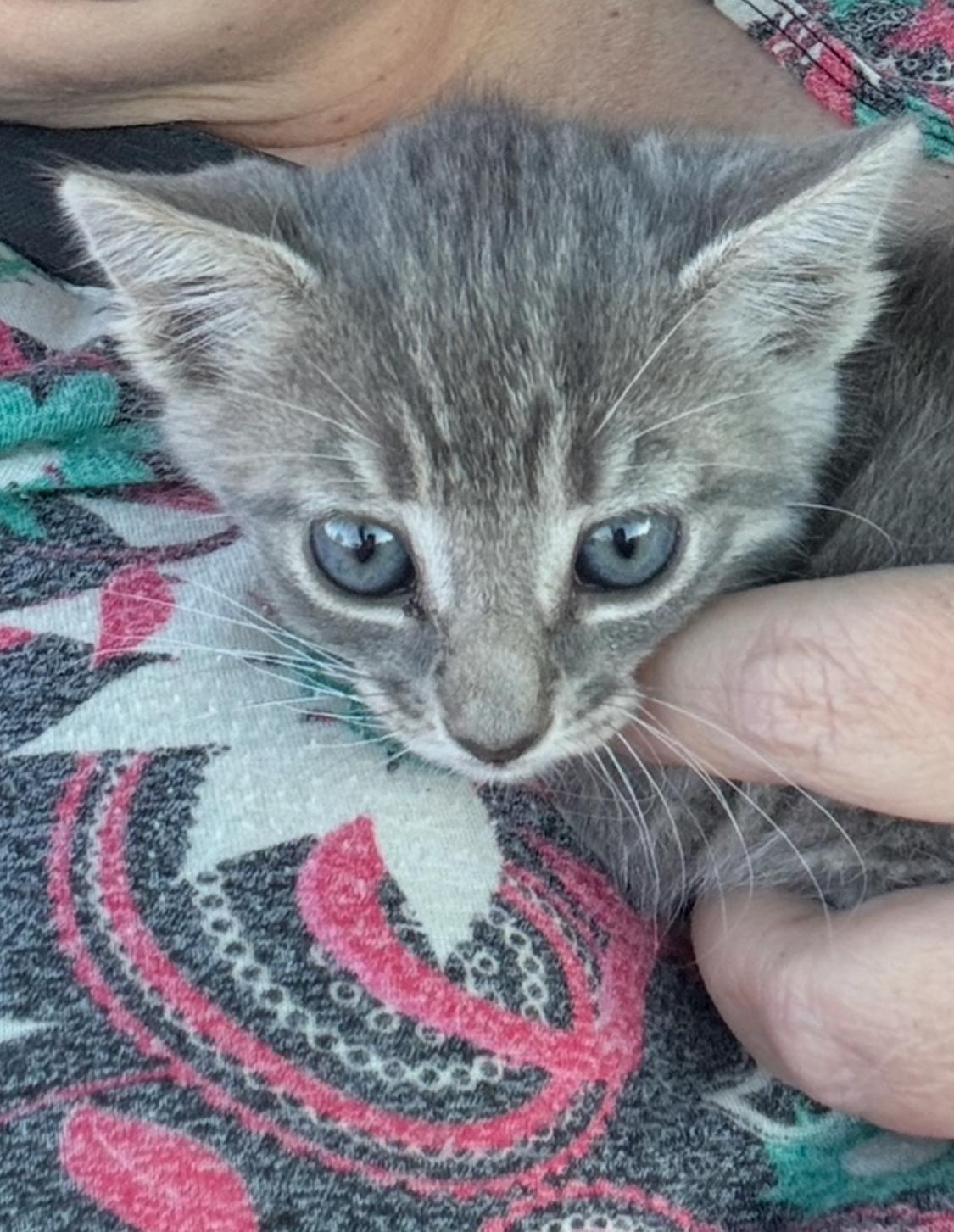 Solo, Baby Female Domestic Short Hair