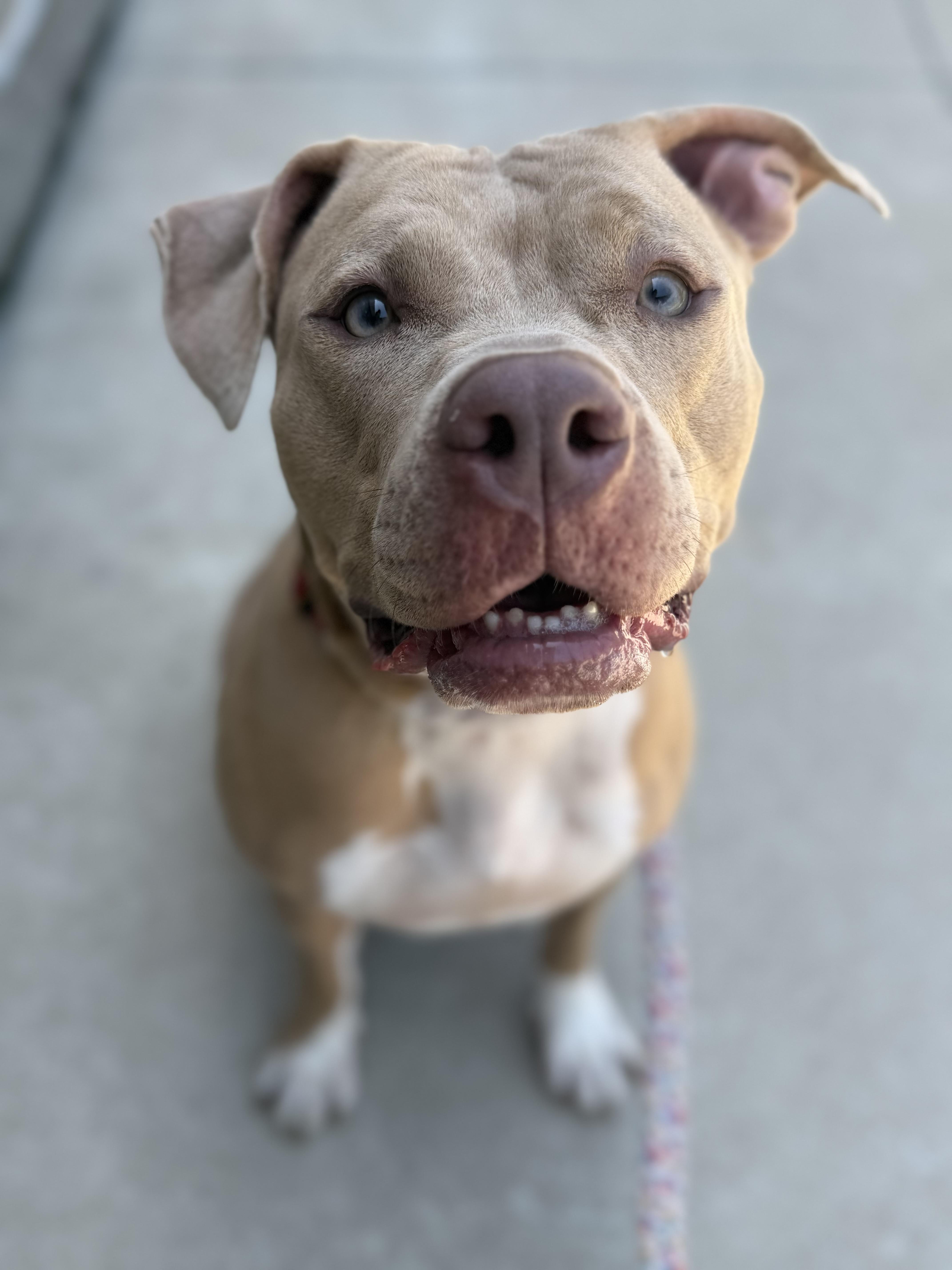 Enlarge Jude, a Adoptable Pit Bull Terrier in Raytown, MO image 5/5