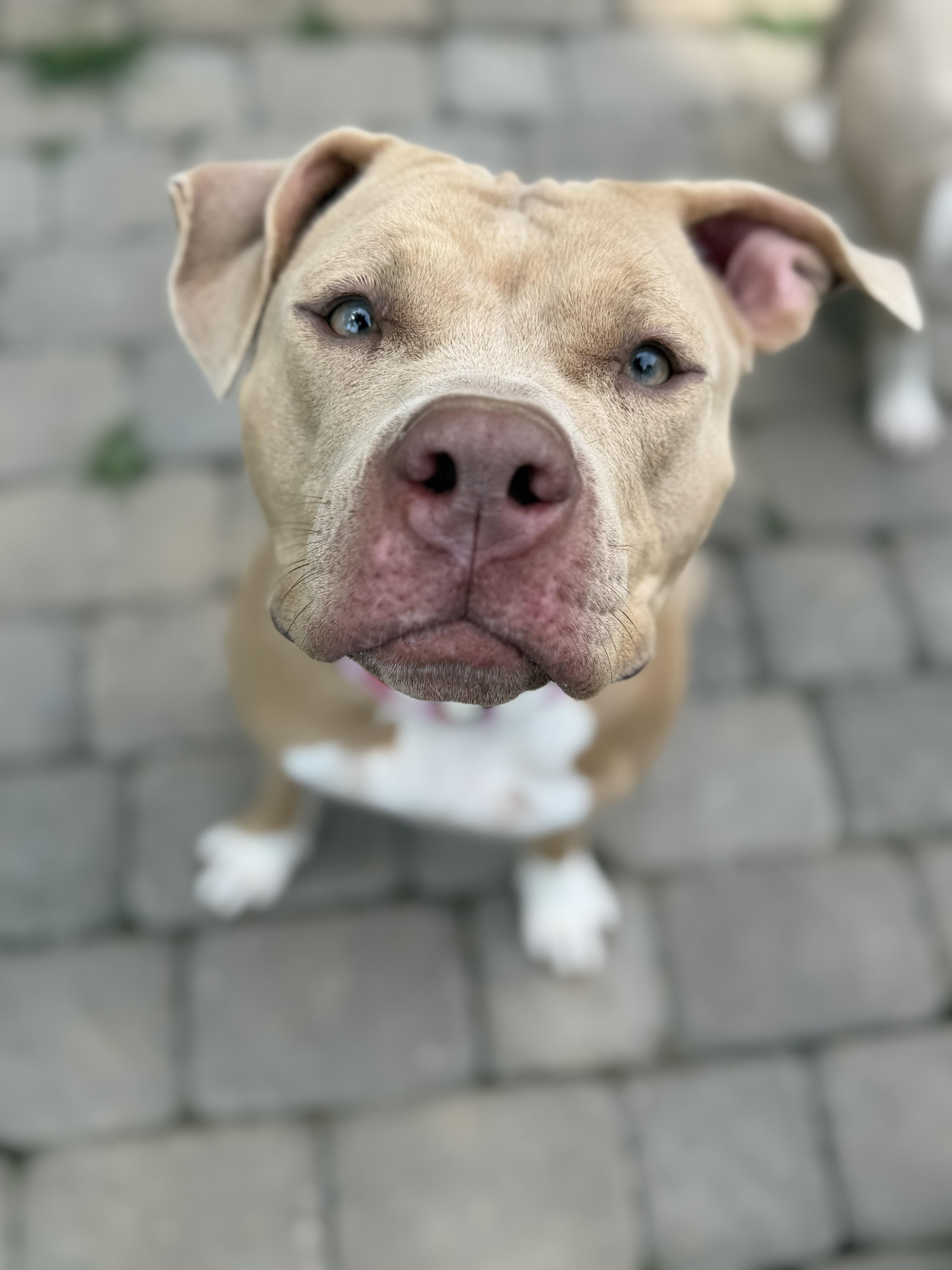 Enlarge Jude, a Adoptable Pit Bull Terrier in Raytown, MO image 4/5