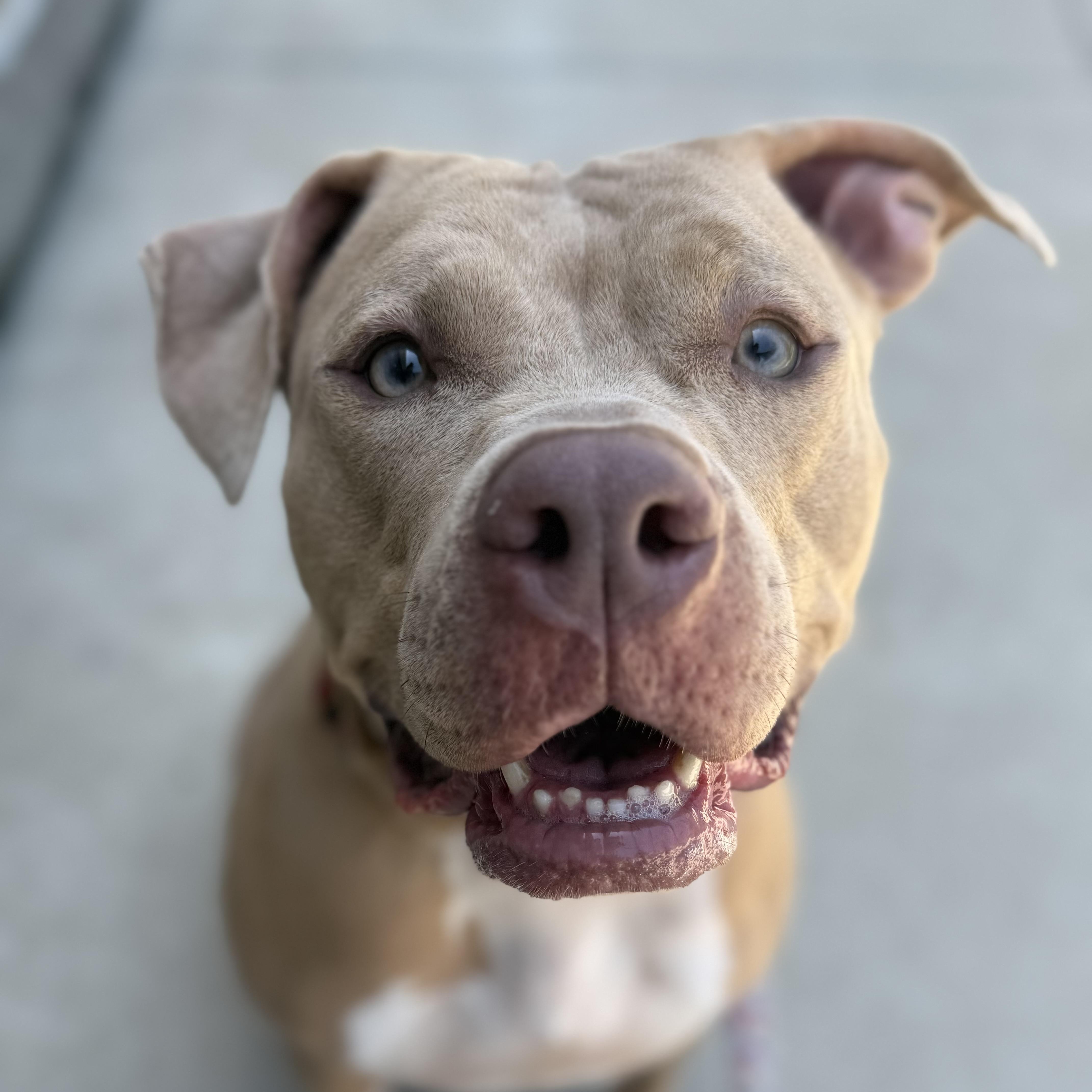 Jude, Adoptable, Adult Female Pit Bull Terrier.