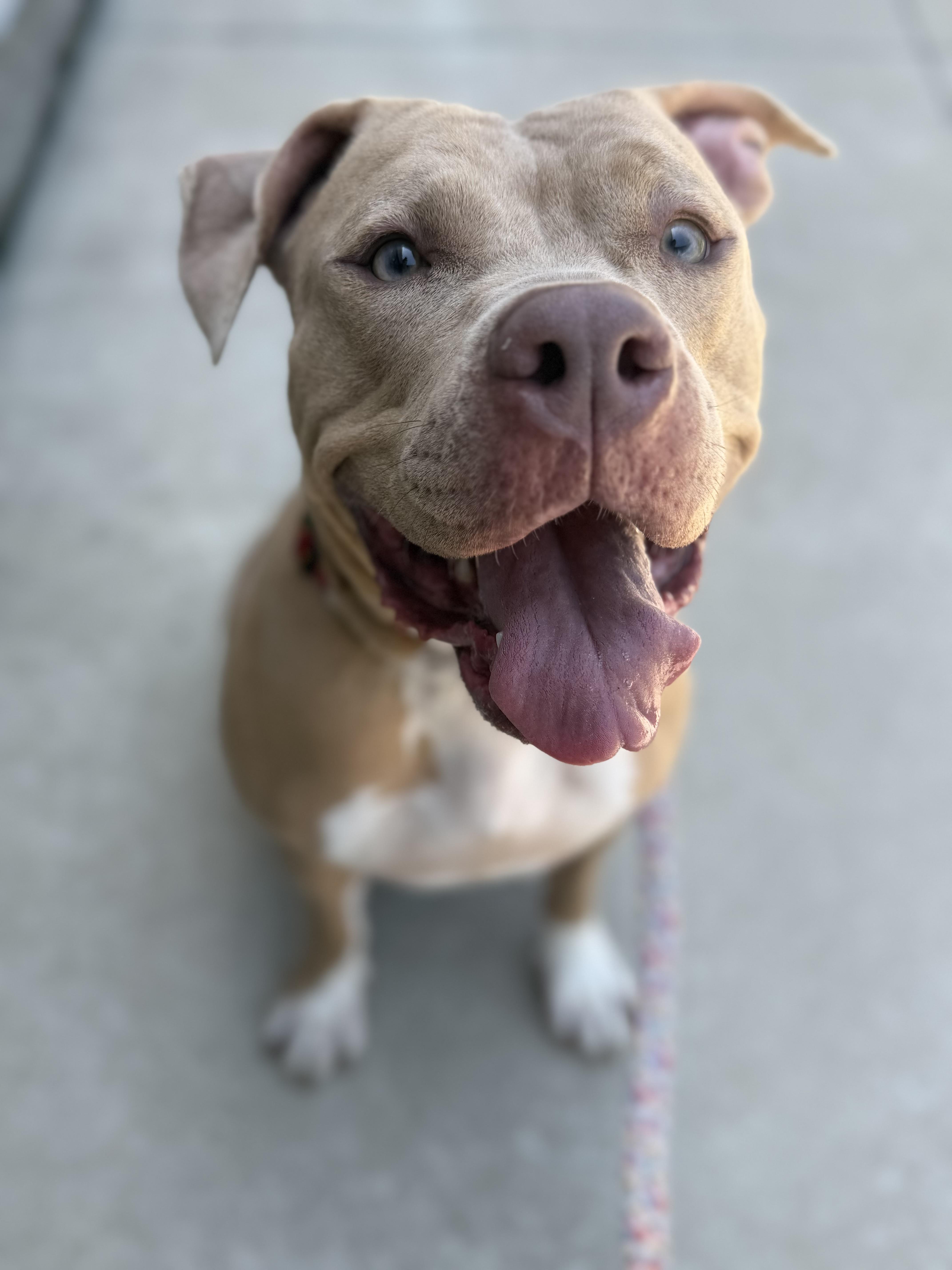 Enlarge Jude, a Adoptable Pit Bull Terrier in Raytown, MO image 2/5