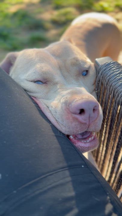 Enlarge Jude, a Adoptable Pit Bull Terrier in Raytown, MO video 3/5