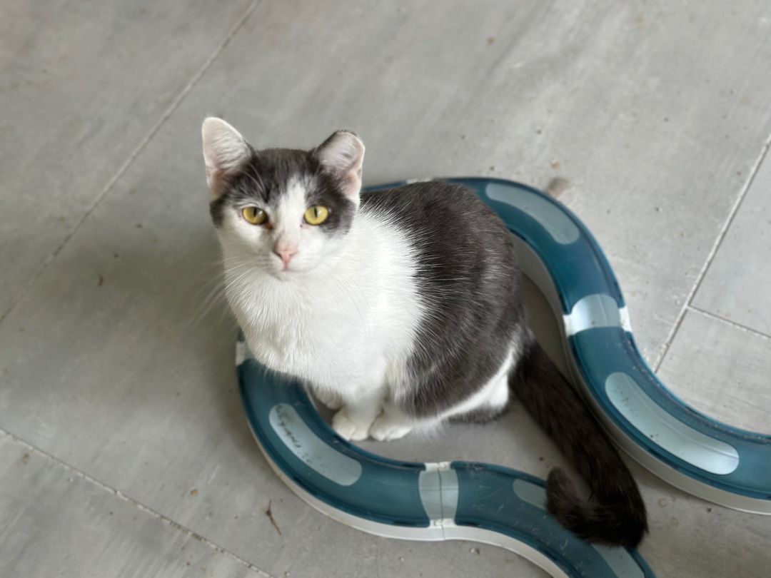Daphne, a Adoptable Domestic Short Hair in Apex, NC image 1/2