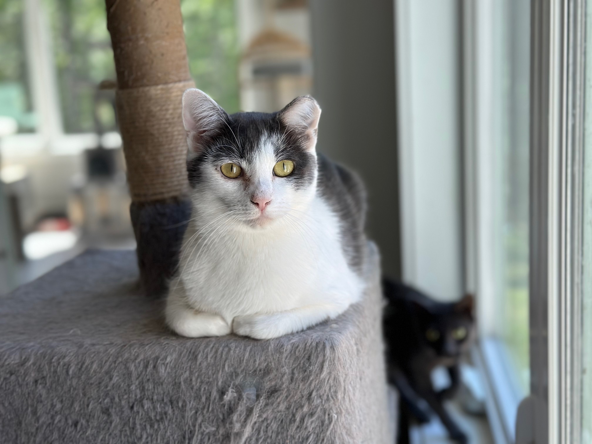 Daphne, Adoptable, Young Female Domestic Short Hair.